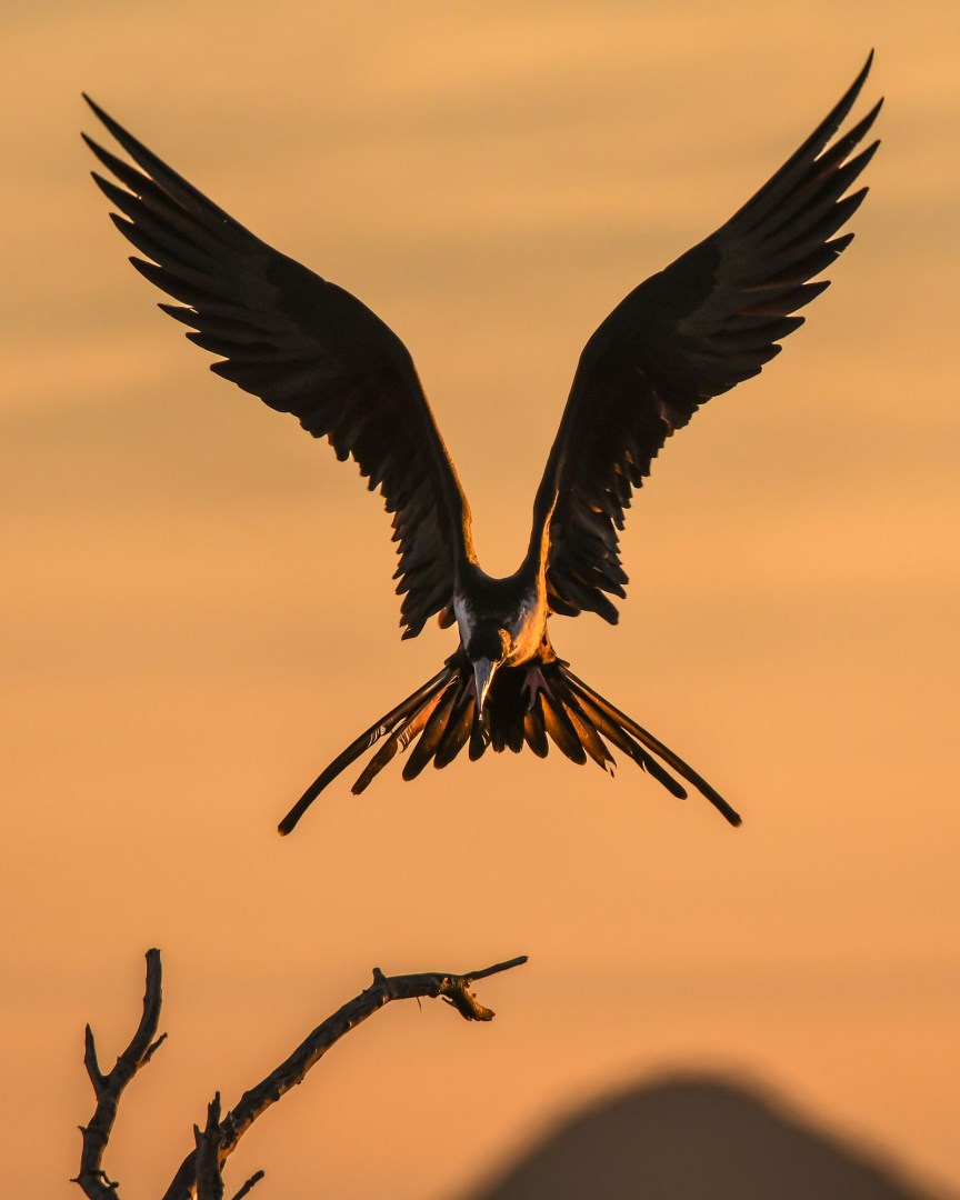 Frigate Bird - Photo Credit: Photo by Chris Sabor on Unsplash