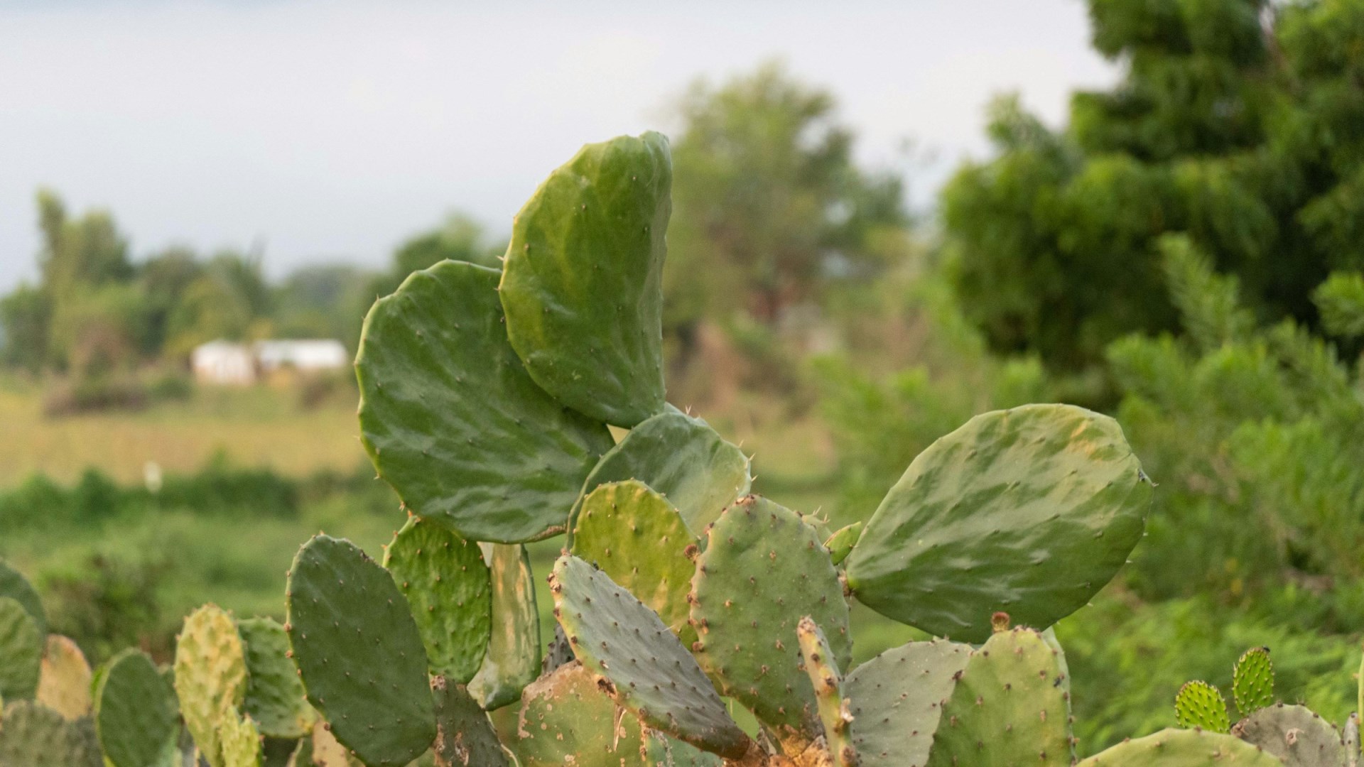 Nayarit