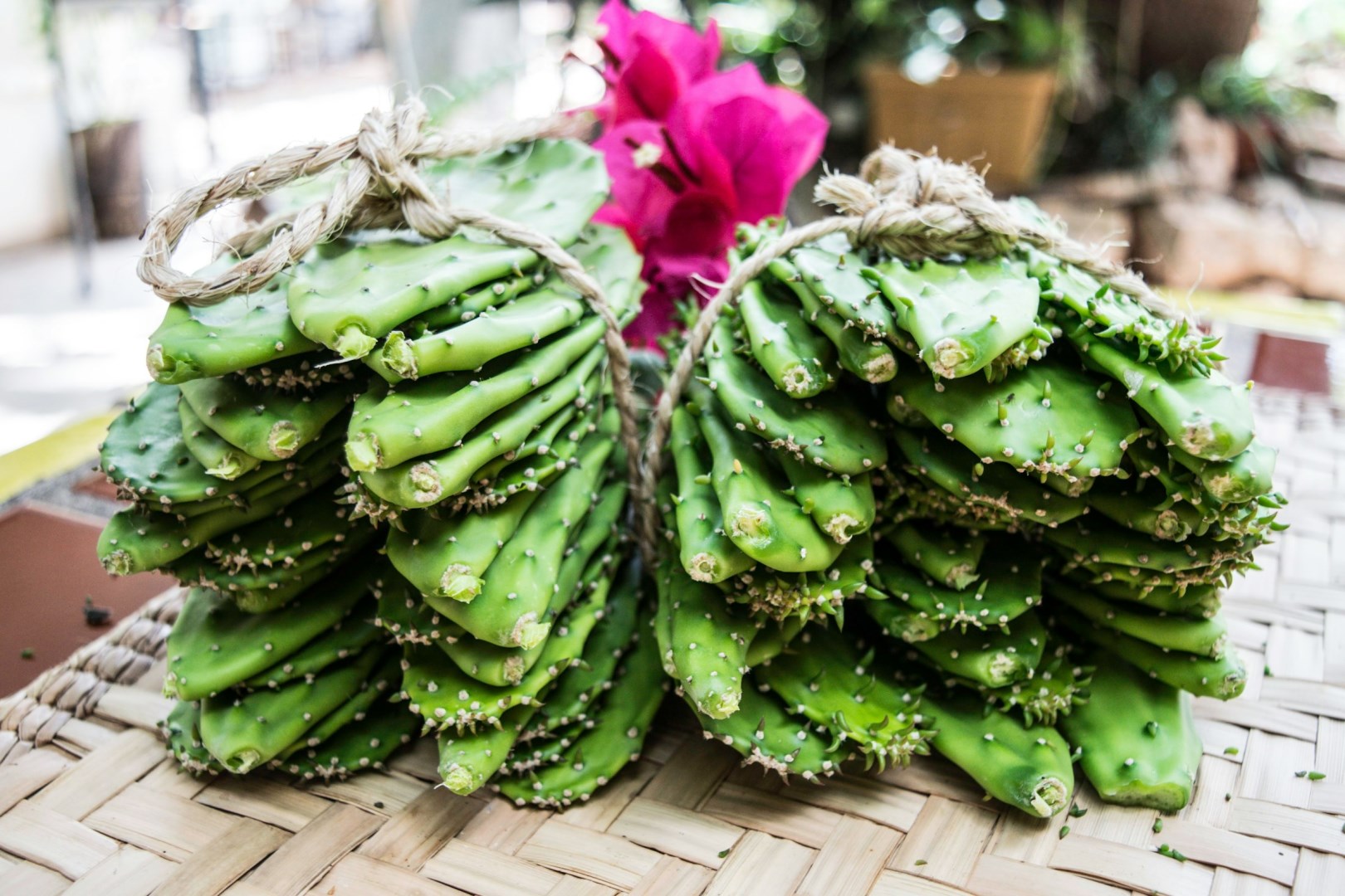 Nopales - Photo Credit: Photo by Jorge Zapata on Unsplash