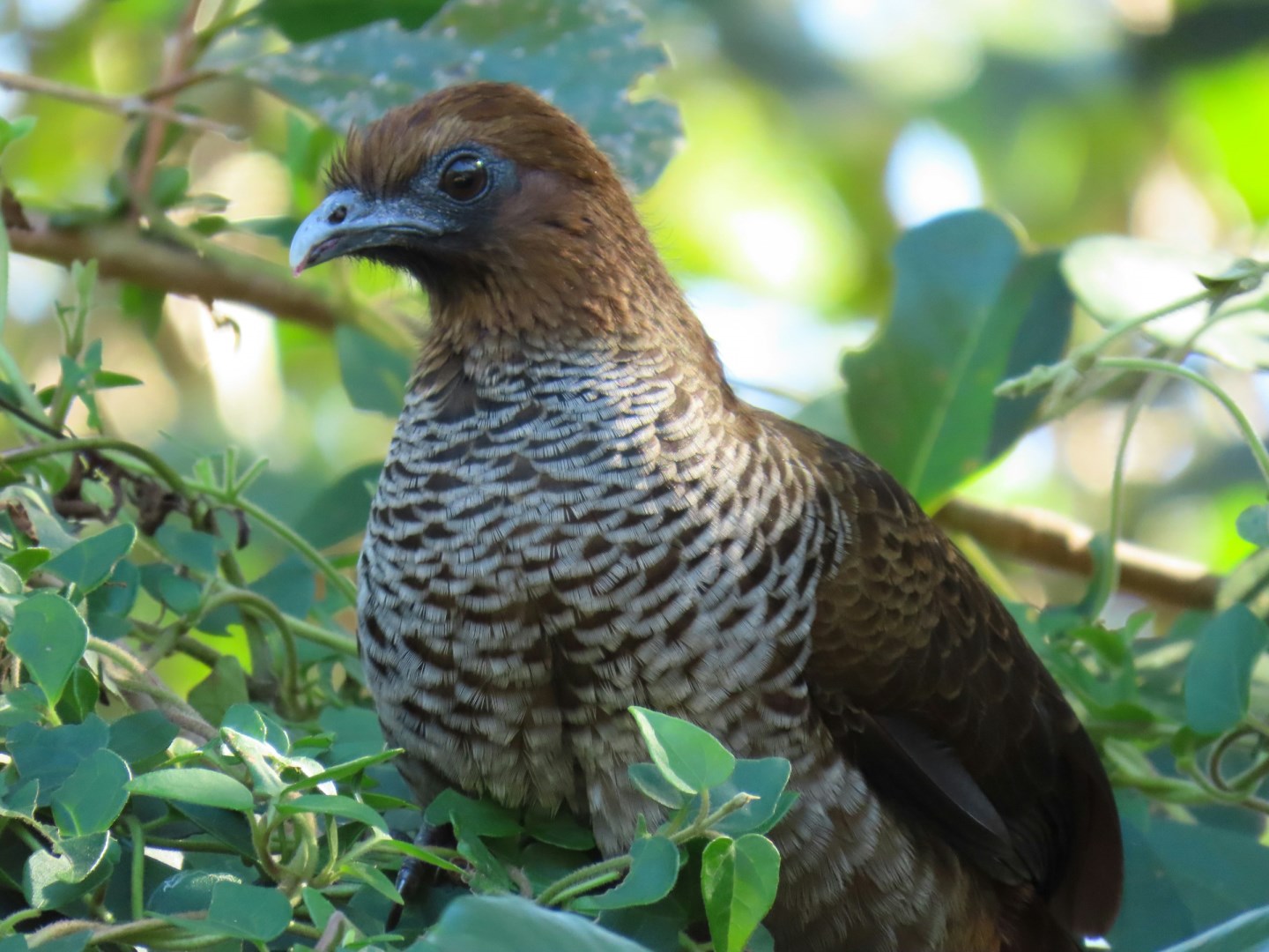 Scaled Chachalaca - Photo Credit: Photo by Patrícia Nicoloso on Unsplash