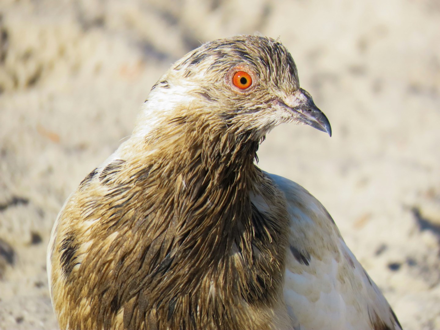 Rock Pigeon - Photo Credit: Photo by Patrícia Nicoloso on Unsplash