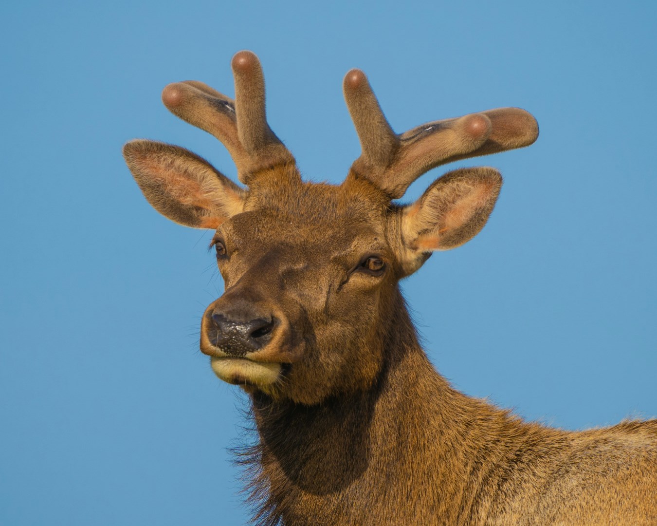 tule elk - Photo Credit: Photo by Y S on Unsplash