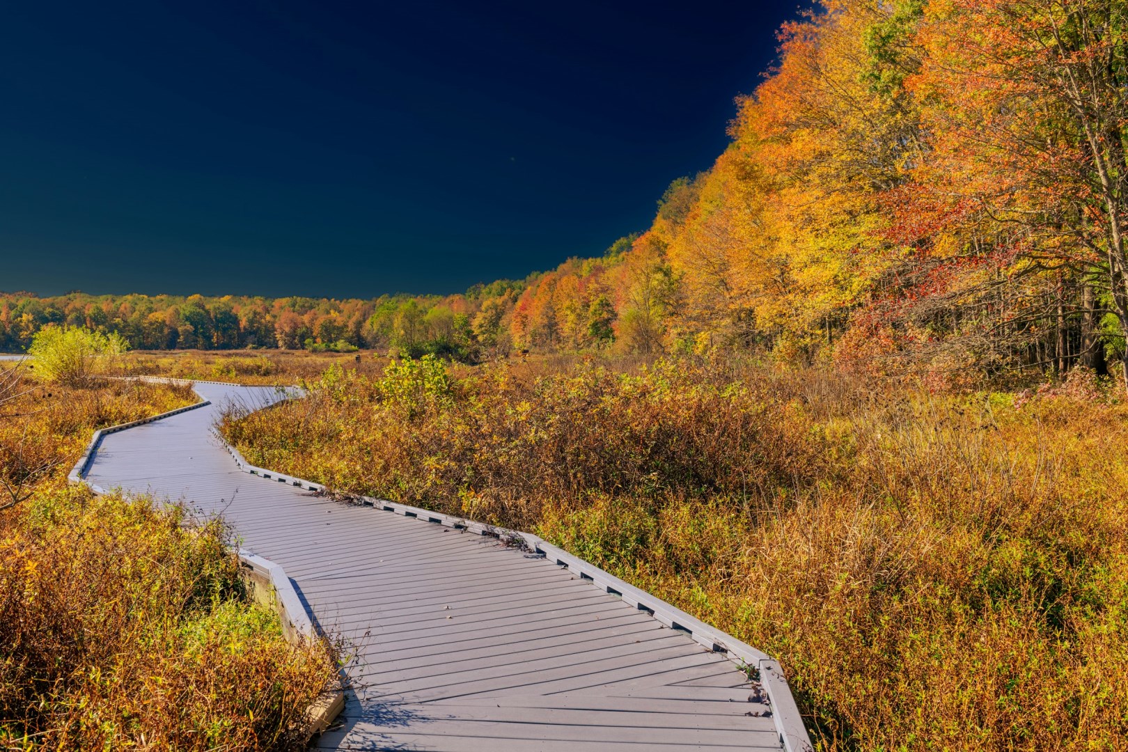 Huntley Meadows Park - Photo Credit: Photo by Srini Somanchi on Unsplash