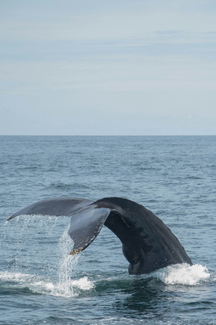 Whale - Photo Credit: Photo by Haoxi Wang on Unsplash