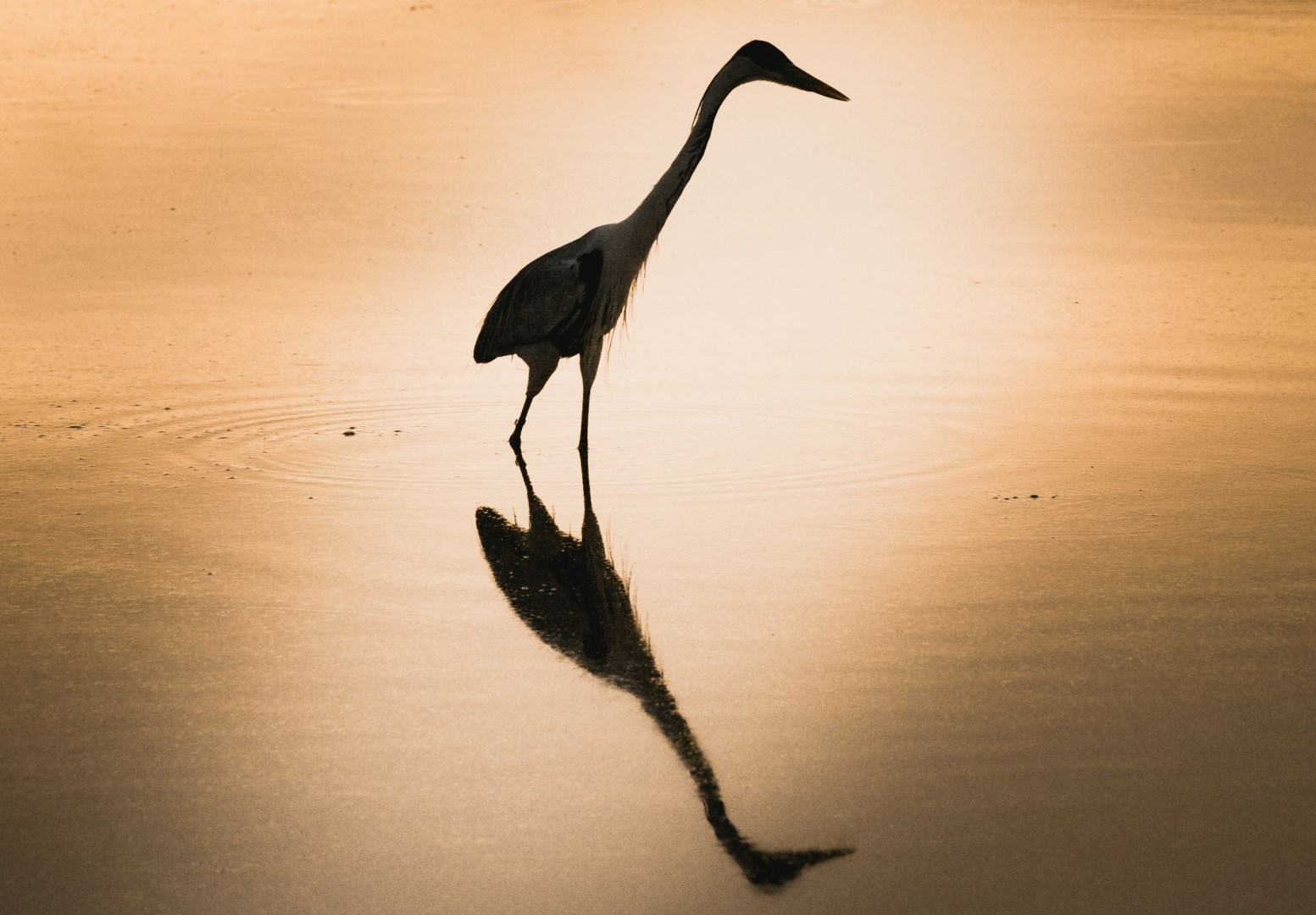 Heron - Photo Credit: Photo by David Waite on Unsplash
