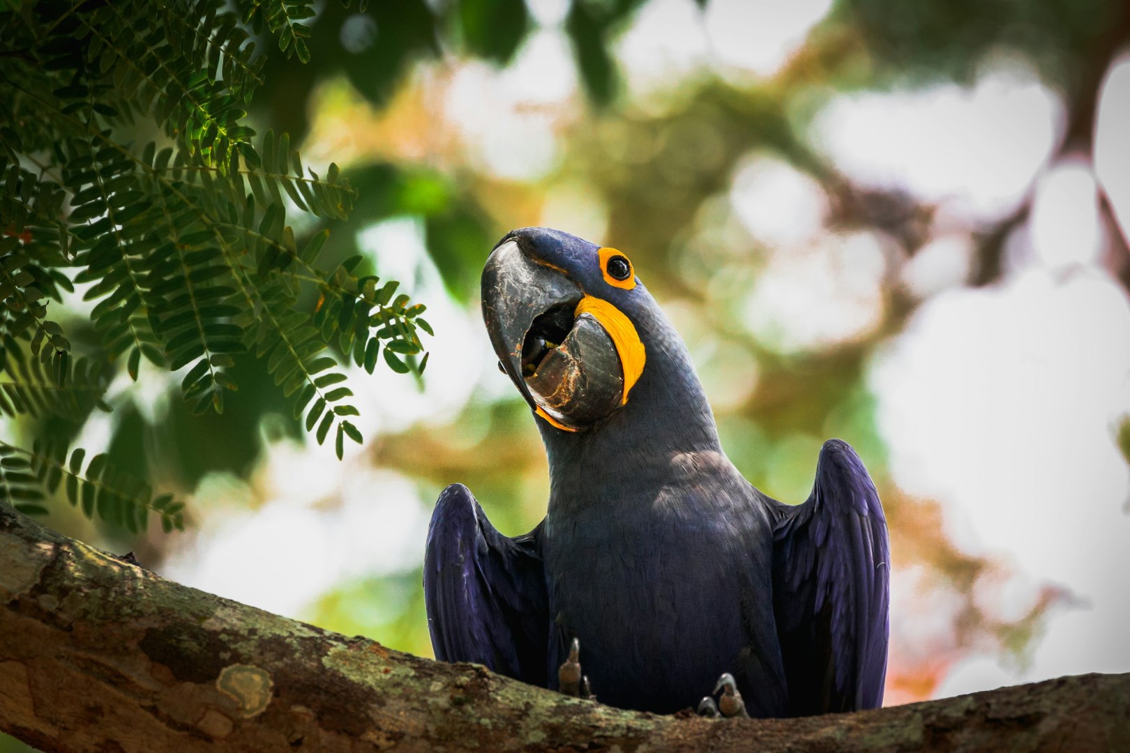 Hyacinth macaw - Photo Credit: Photo by David Waite on Unsplash
