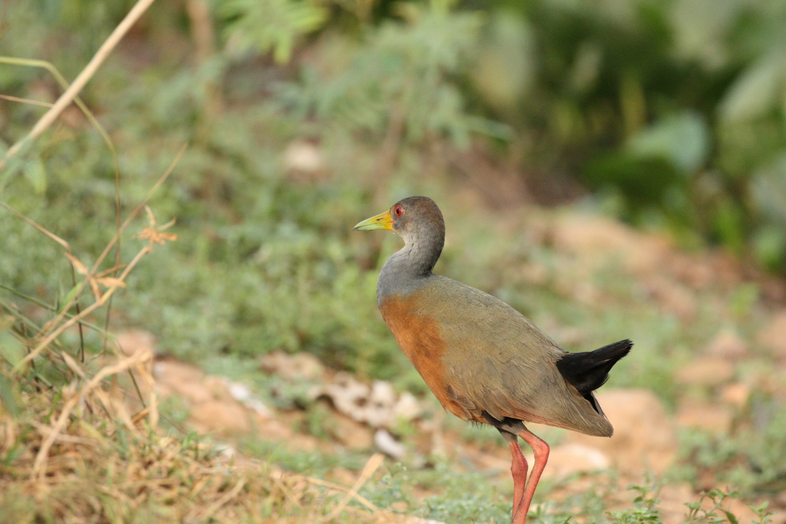 Grey-necked wood rail - Photo Credit: Photo by David Waite on Unsplash
