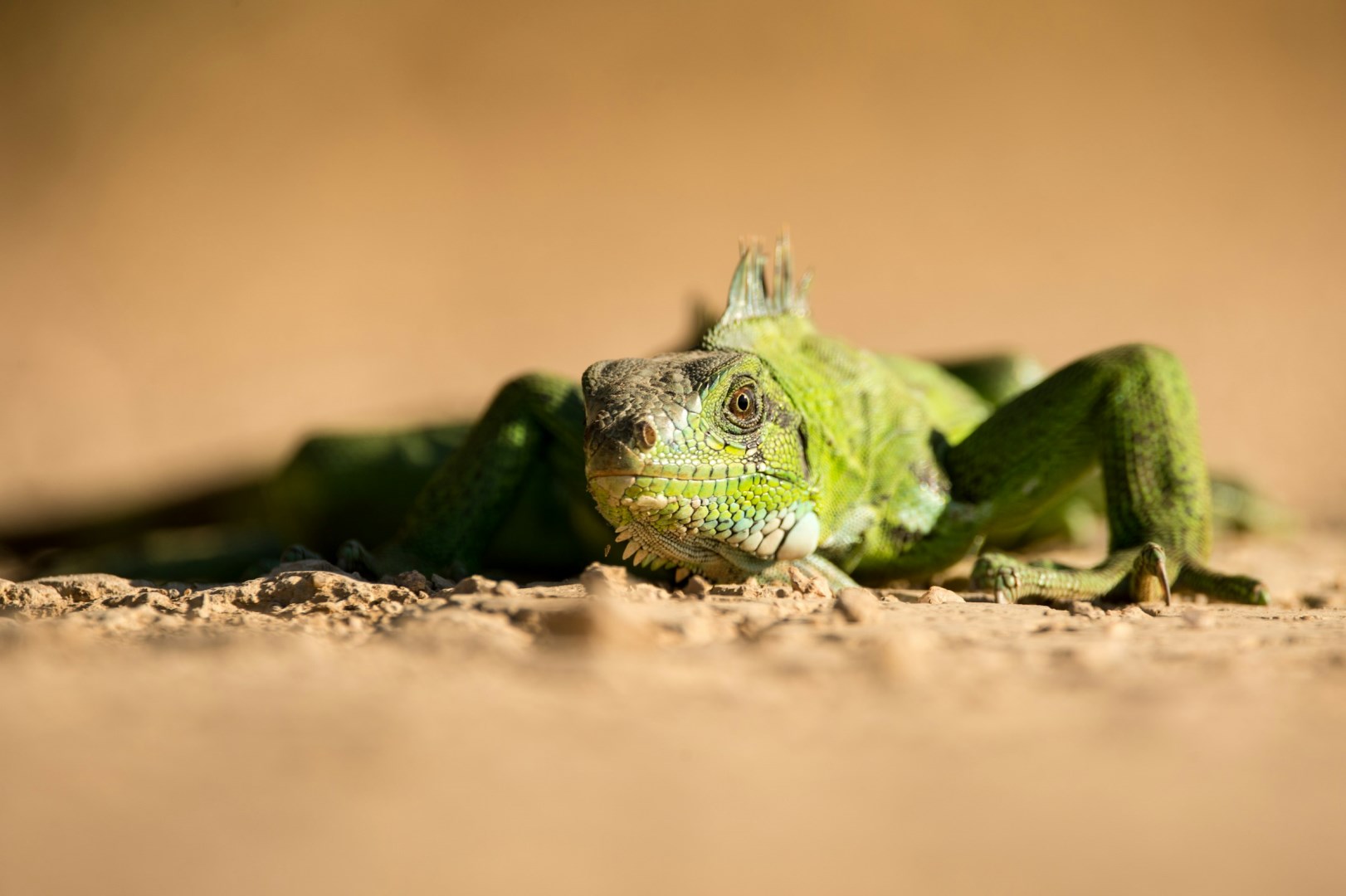 Photo Credit: Photo by Birger Strahl on Unsplash