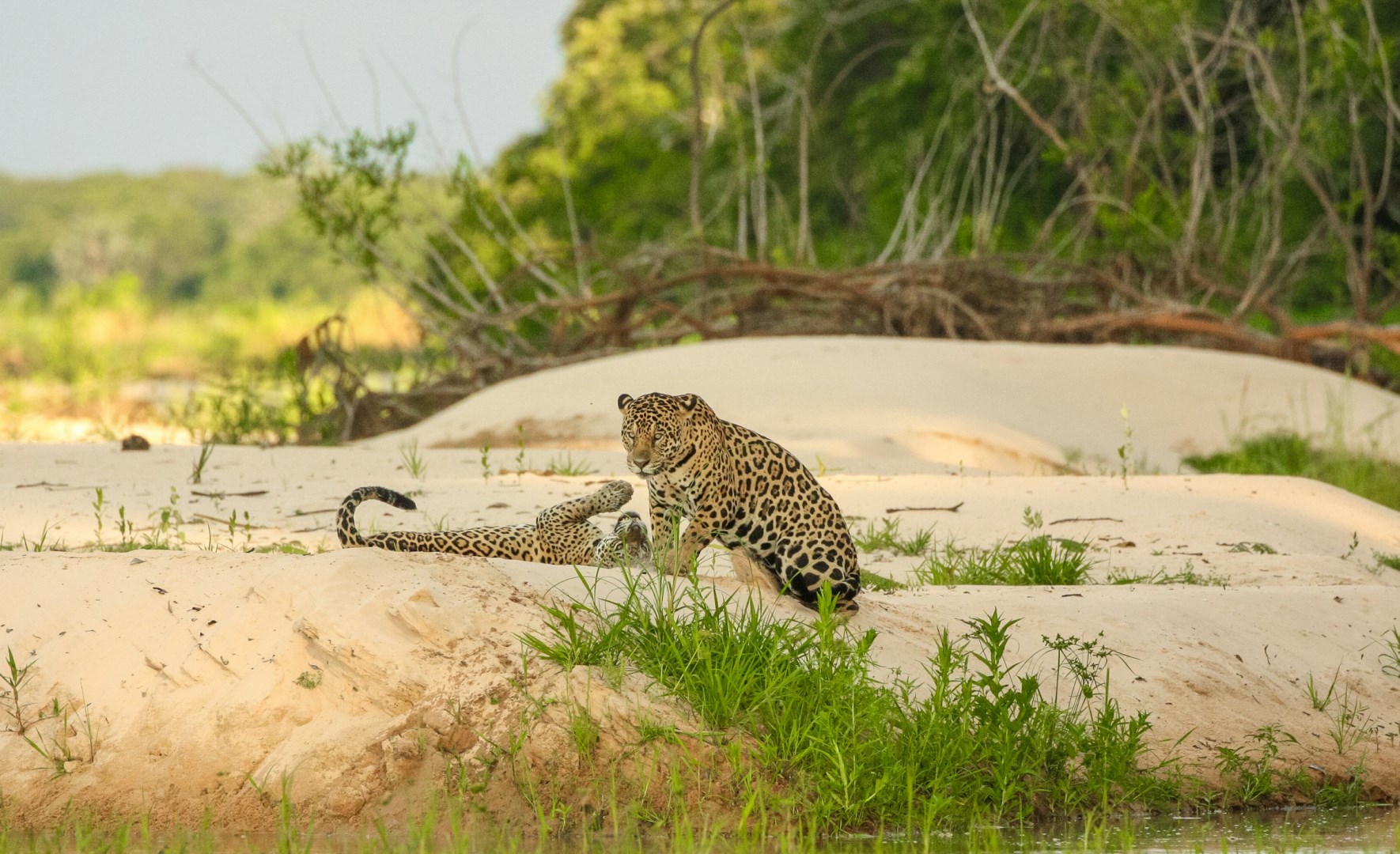 Jaguars - Photo Credit: Photo by David Waite on Unsplash