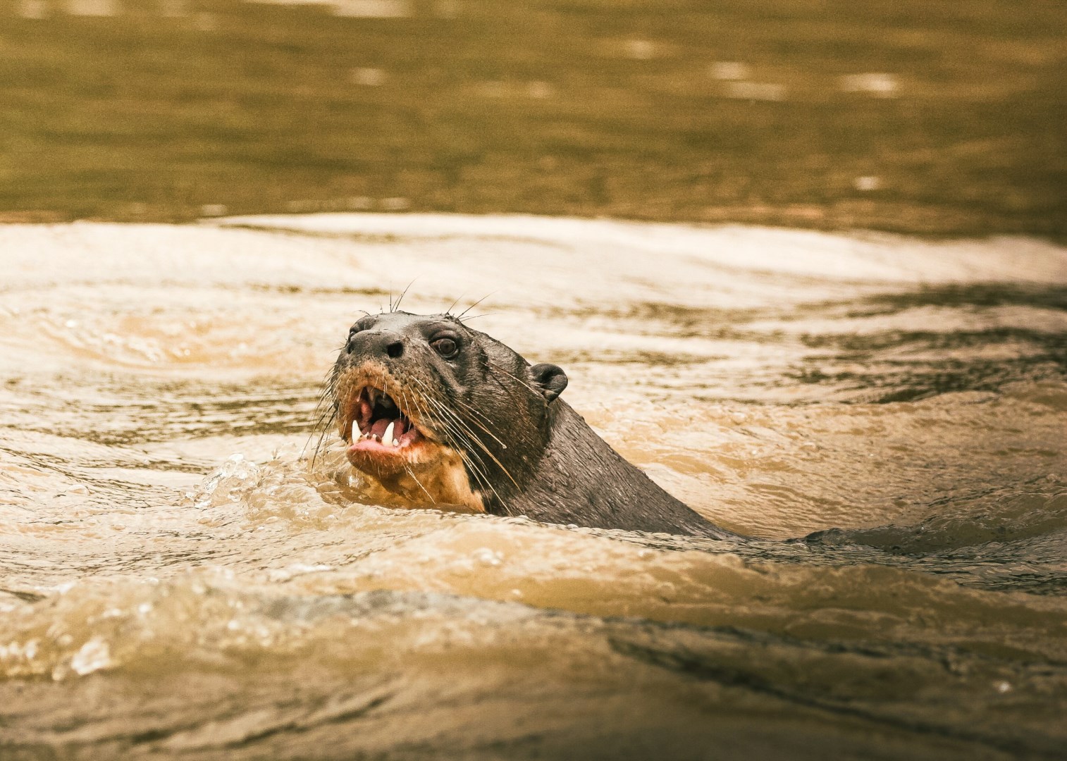 Giant river otter - Photo Credit: Photo by David Waite on Unsplash