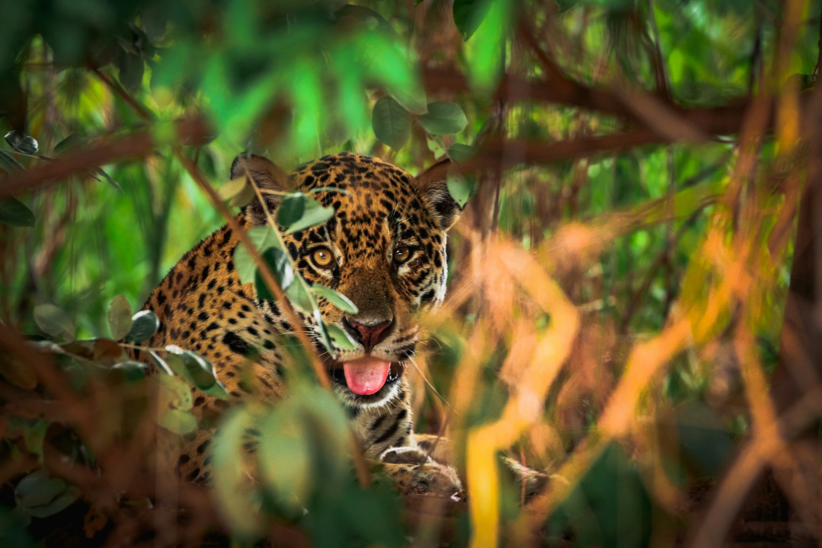 Jaguar - Photo Credit: Photo by David Waite on Unsplash