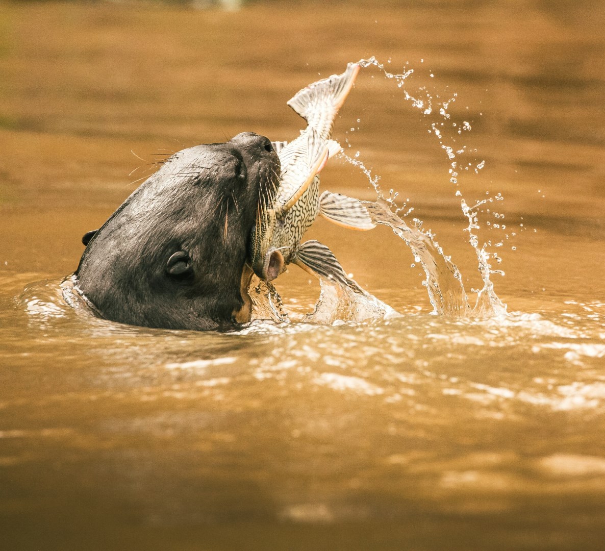 Giant River Otter - Photo Credit: Photo by David Waite on Unsplash