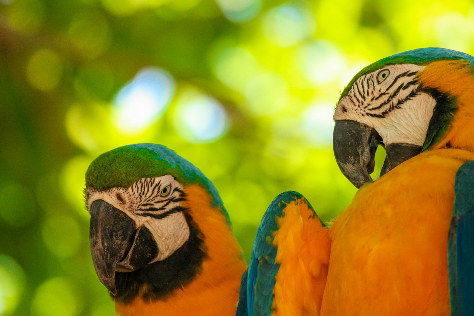 Blue and yellow macaws - Photo Credit: Photo by David Waite on Unsplash