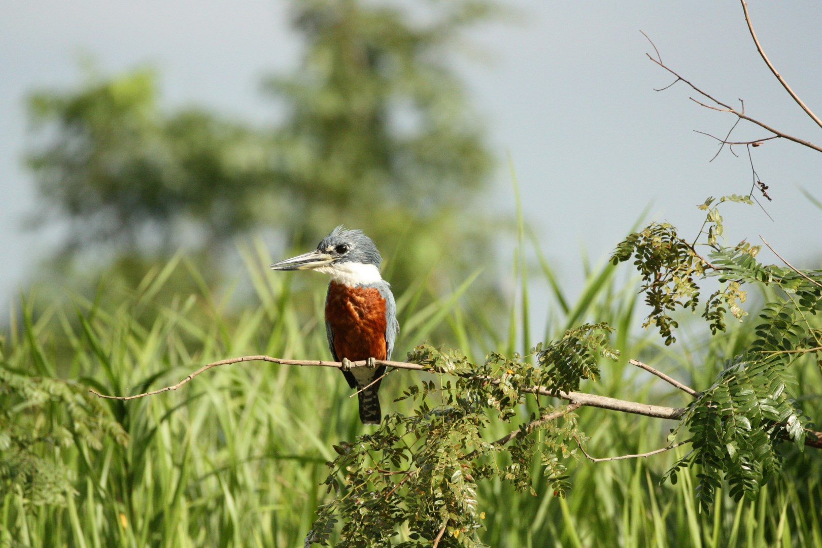 Ringed kingfisher - Photo Credit: Photo by David Waite on Unsplash