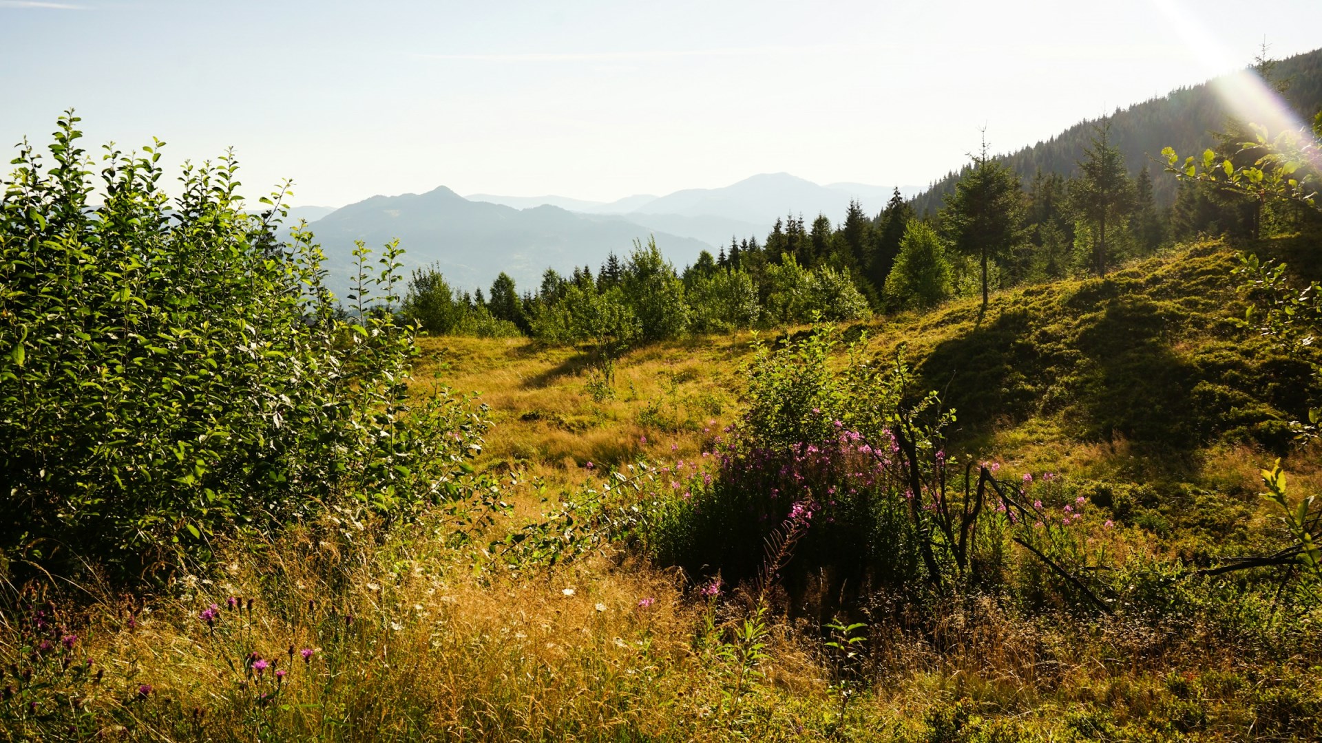 Rodna-Maramures - Photo Credit: Photo by Michael Michelovski on Unsplash