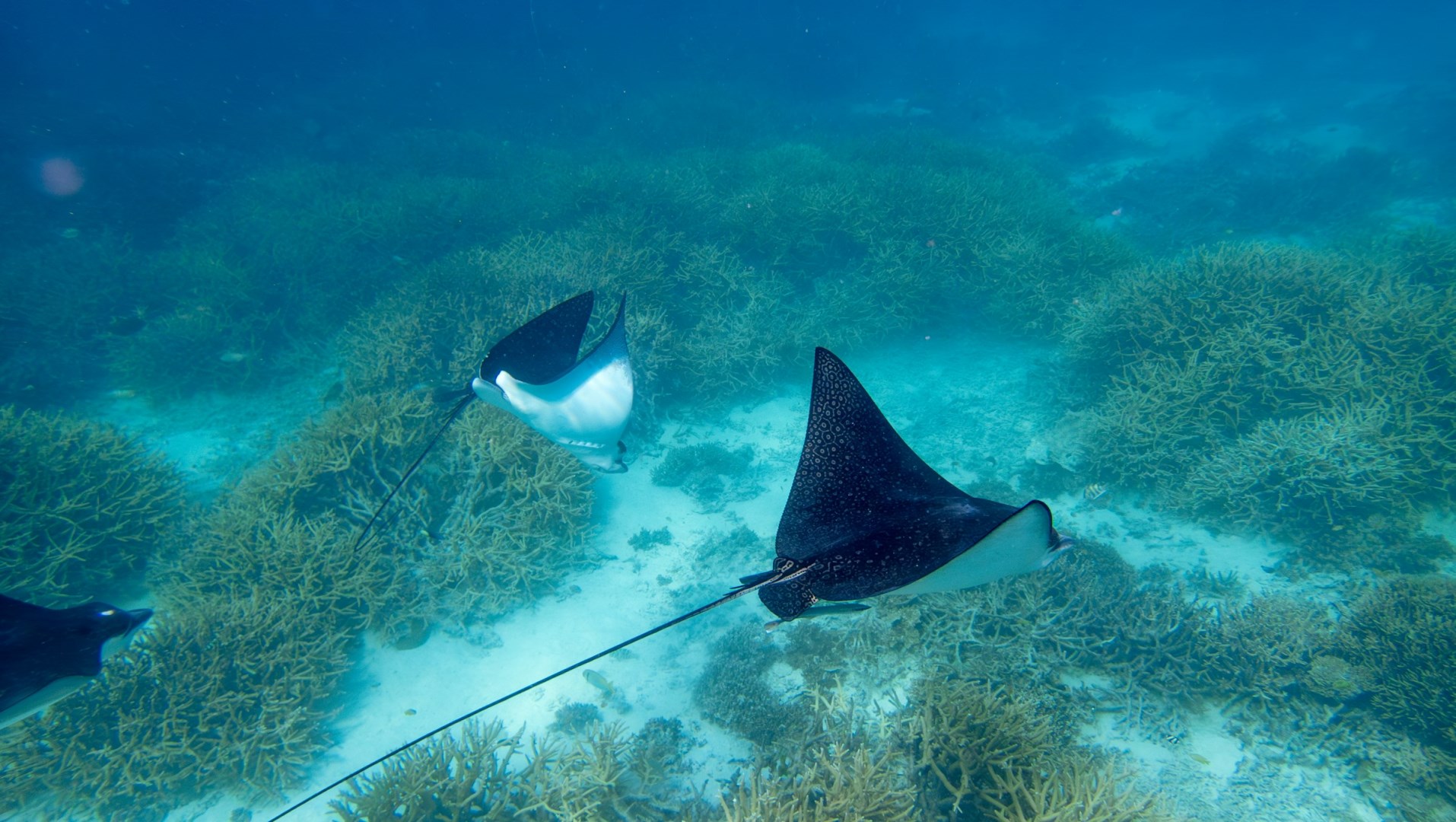 Heron Island