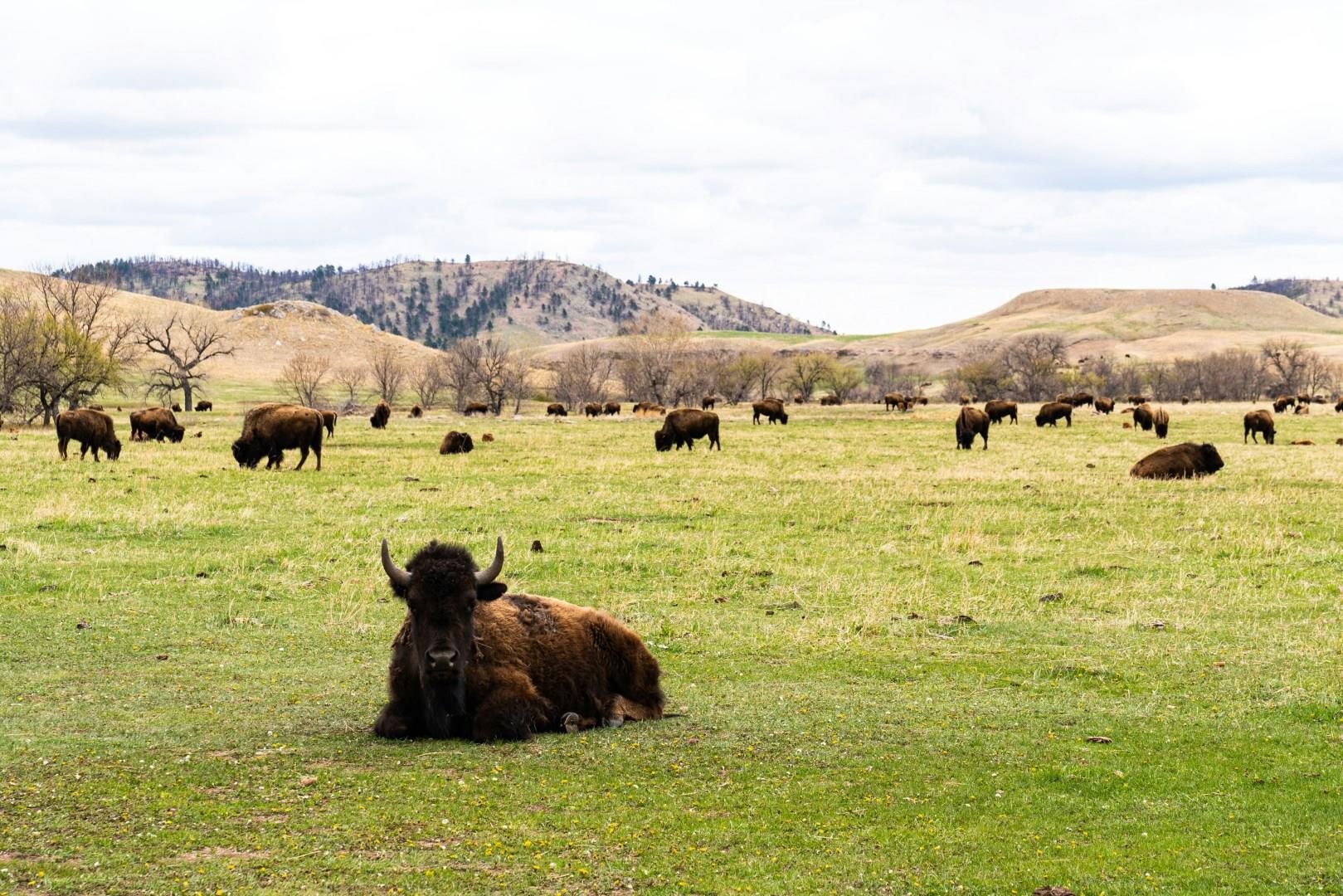Custer