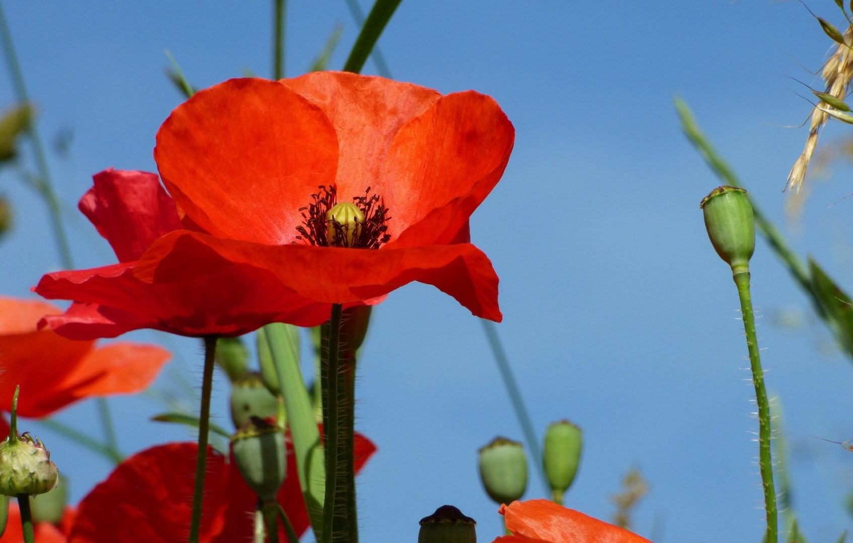  Photo Credit: Image by Eric Michelat from Pixabay