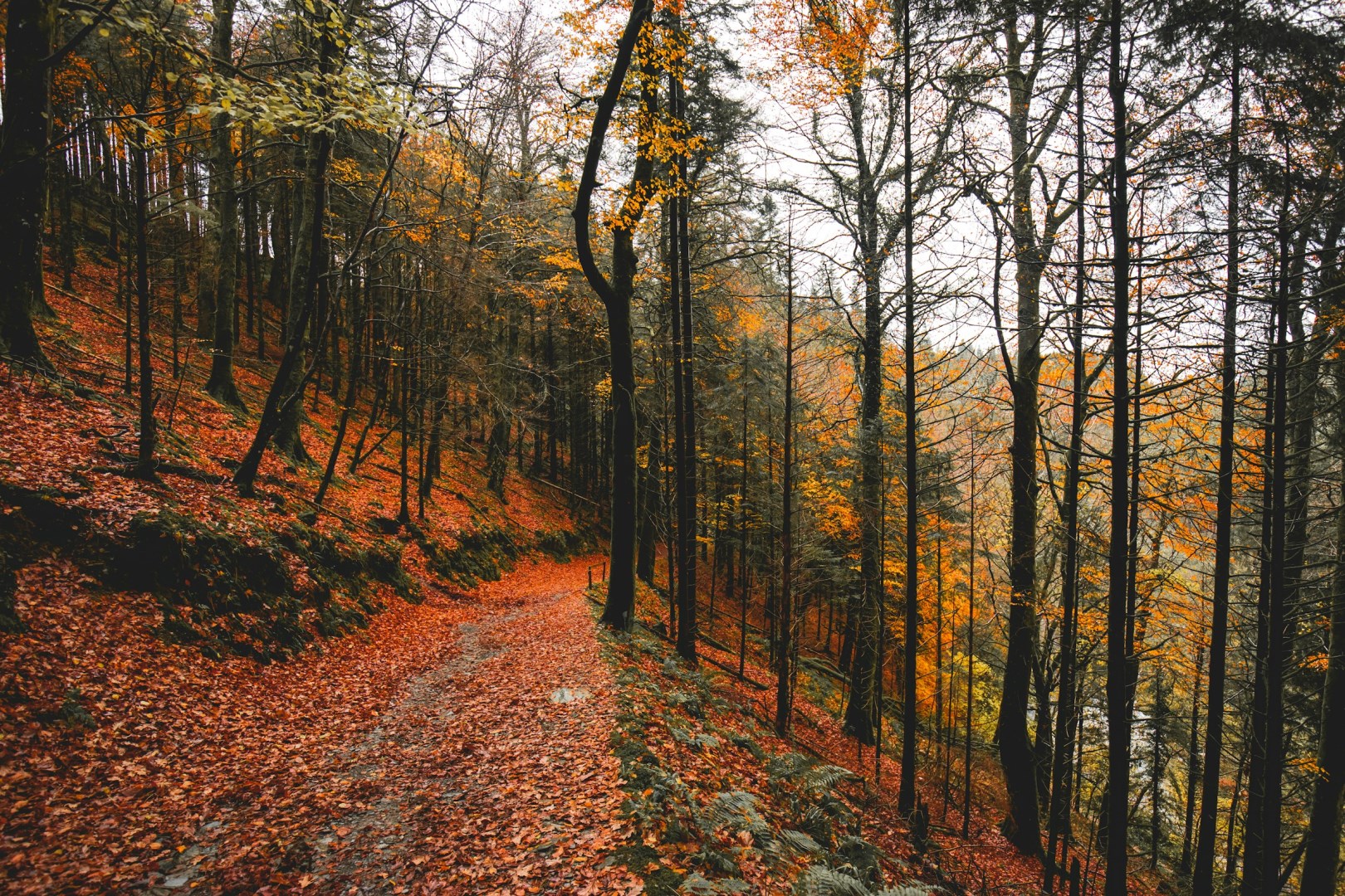 Devil’s Glen - Photo Credit: Photo by Conor Luddy on Unsplash