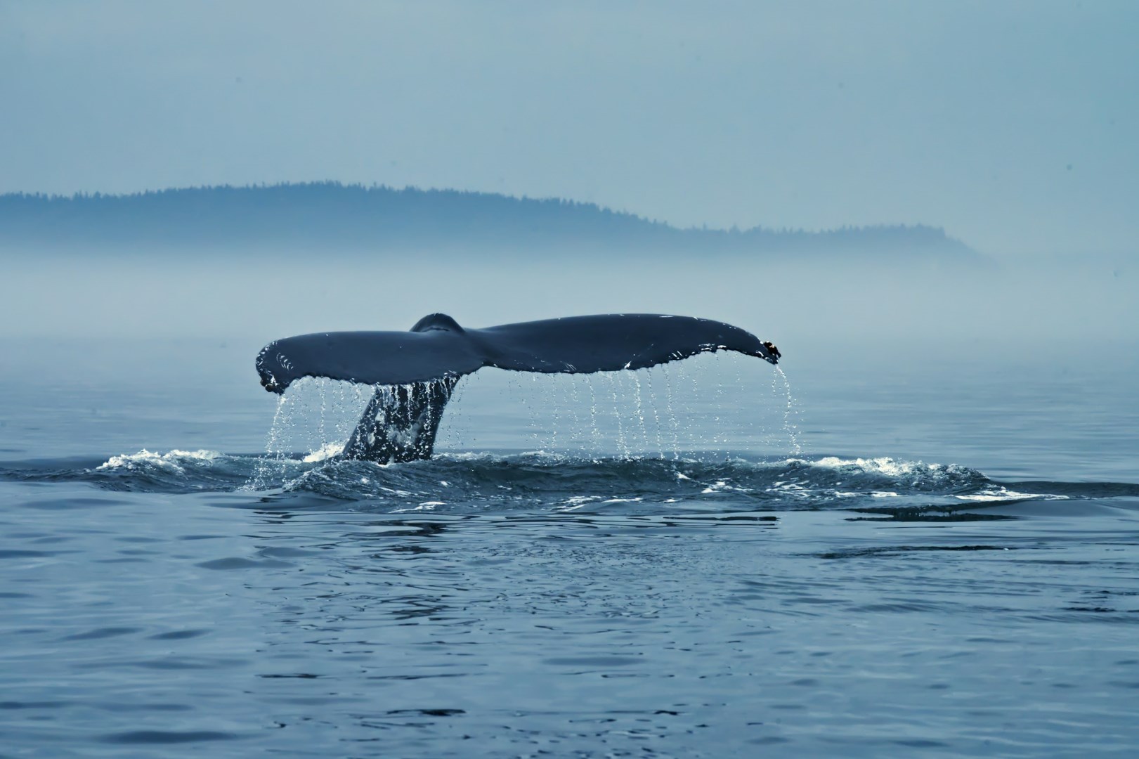 Whale - Photo Credit: Photo by Karl-Heinz Müller on Unsplash