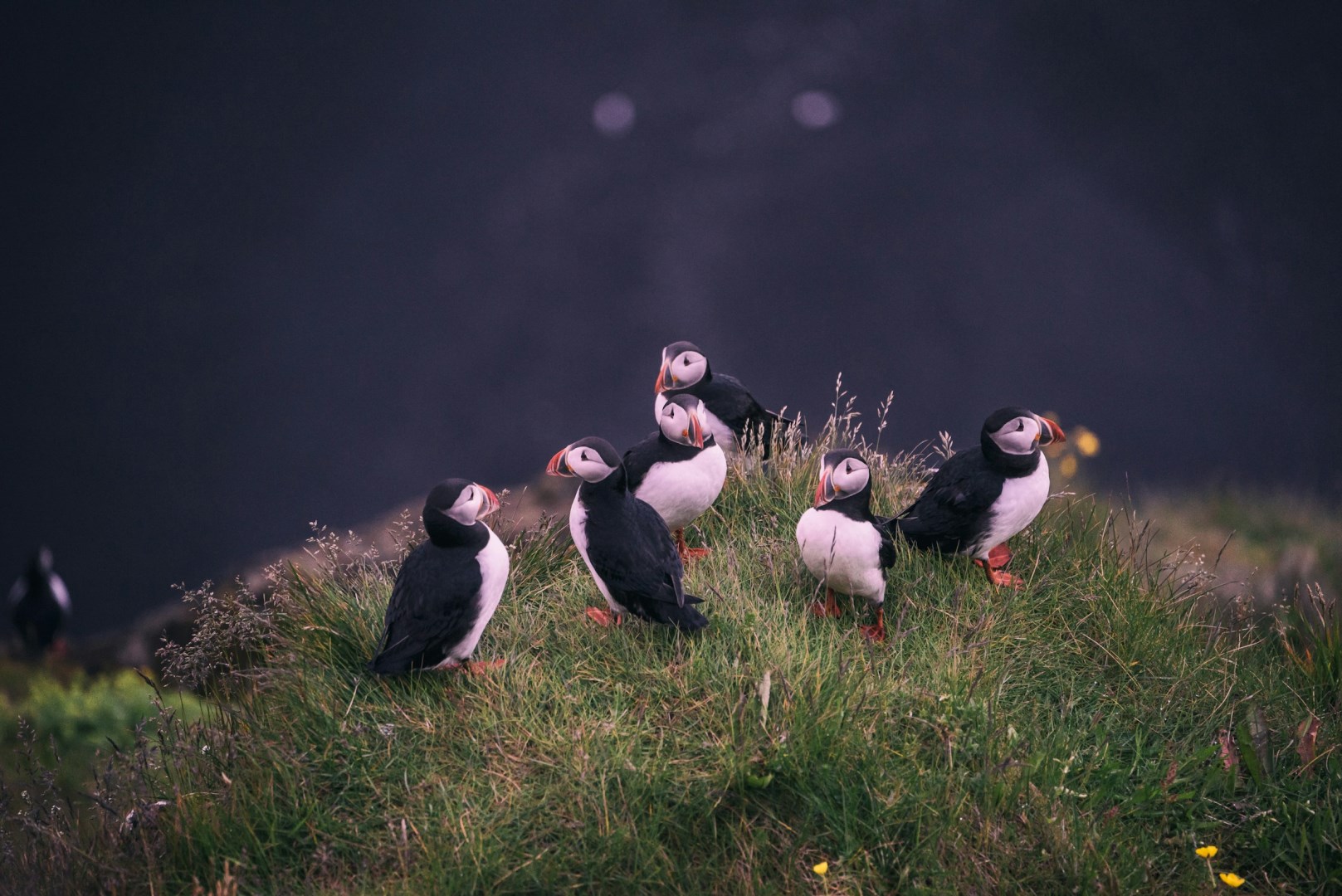 Puffins near Dyrhólaey Lighthouse - Photo Credit: Photo by Jonatan Pie on Unsplash