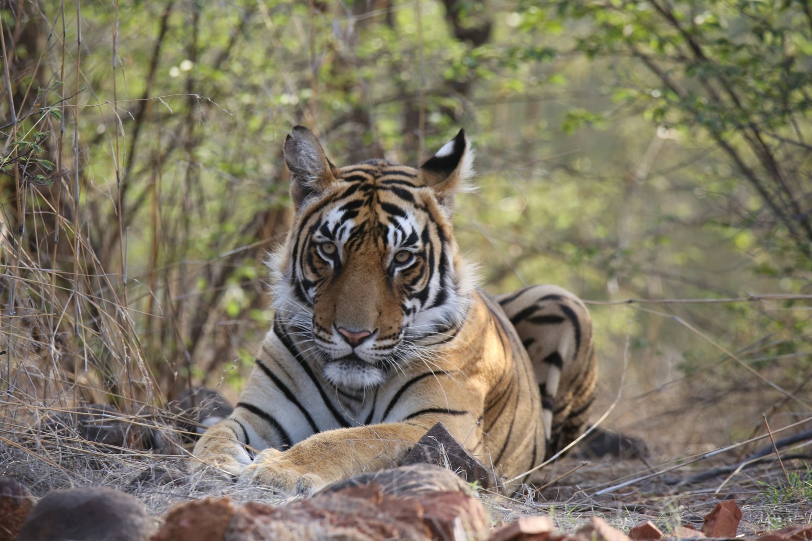  Photo Credit: Photo by Hrishikesh Gangoli on Unsplash
