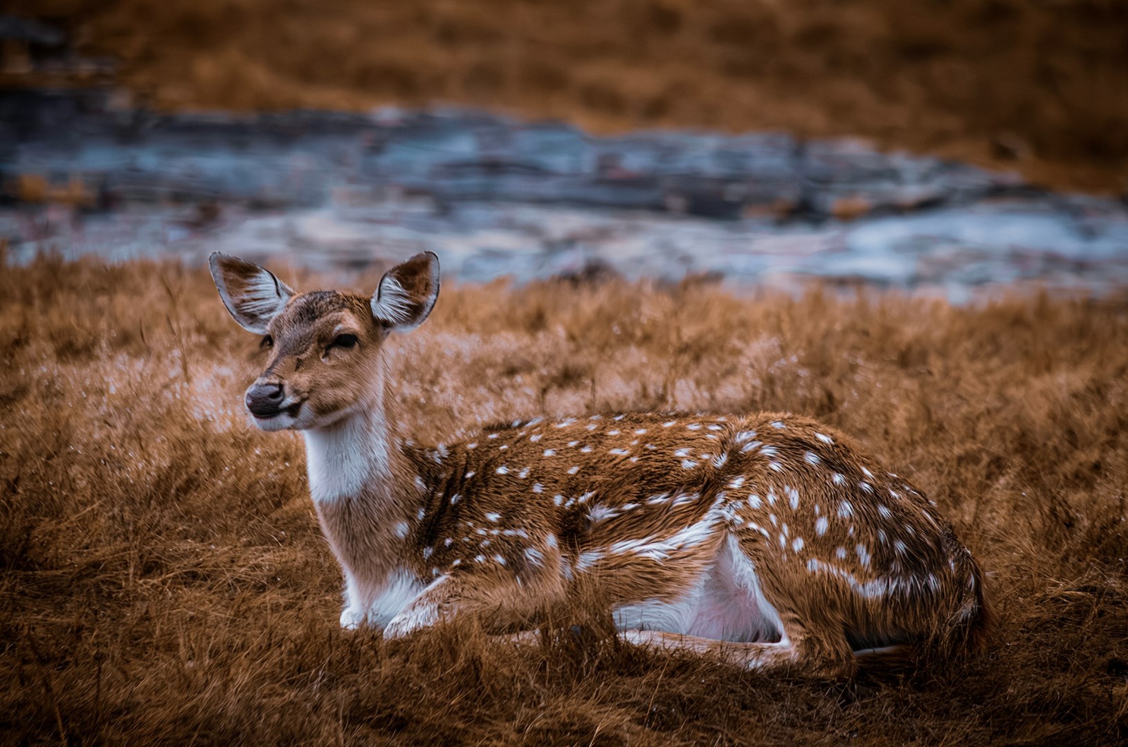 Spotted Deer, commonly called Chital - Photo Credit: Photo by Sumit Kr Sau on Unsplash