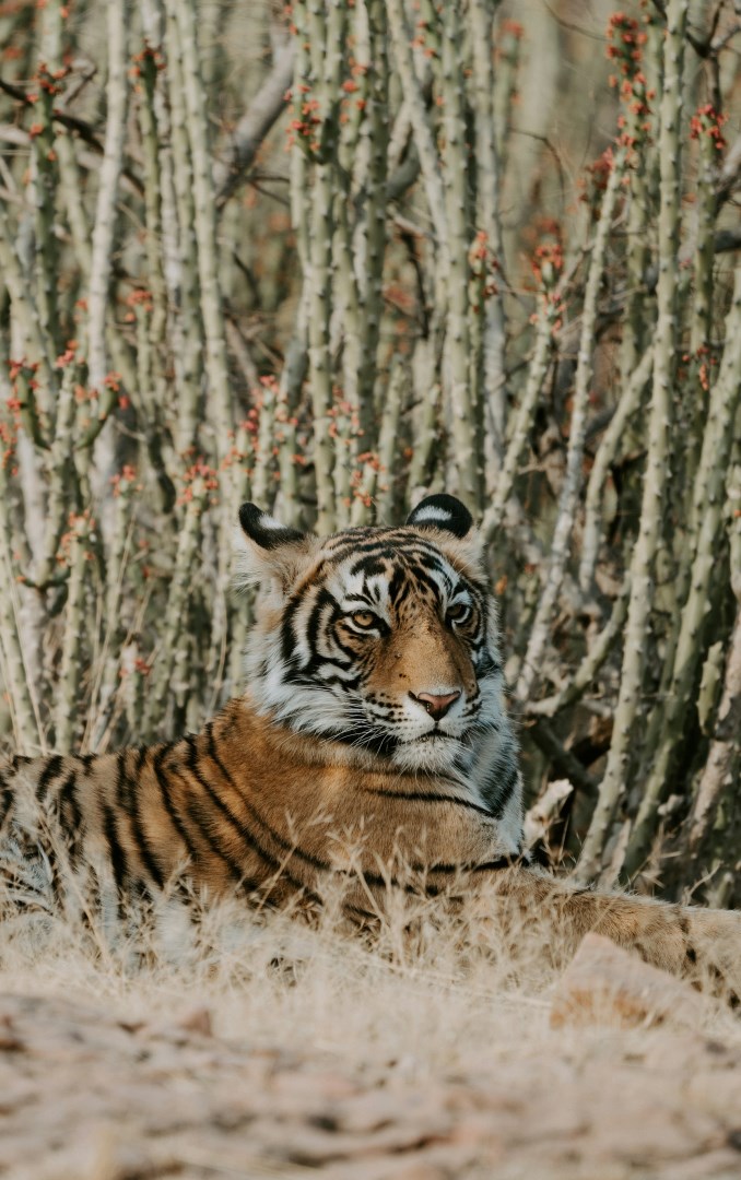  Photo Credit: Photo by Annie Spratt on Unsplash