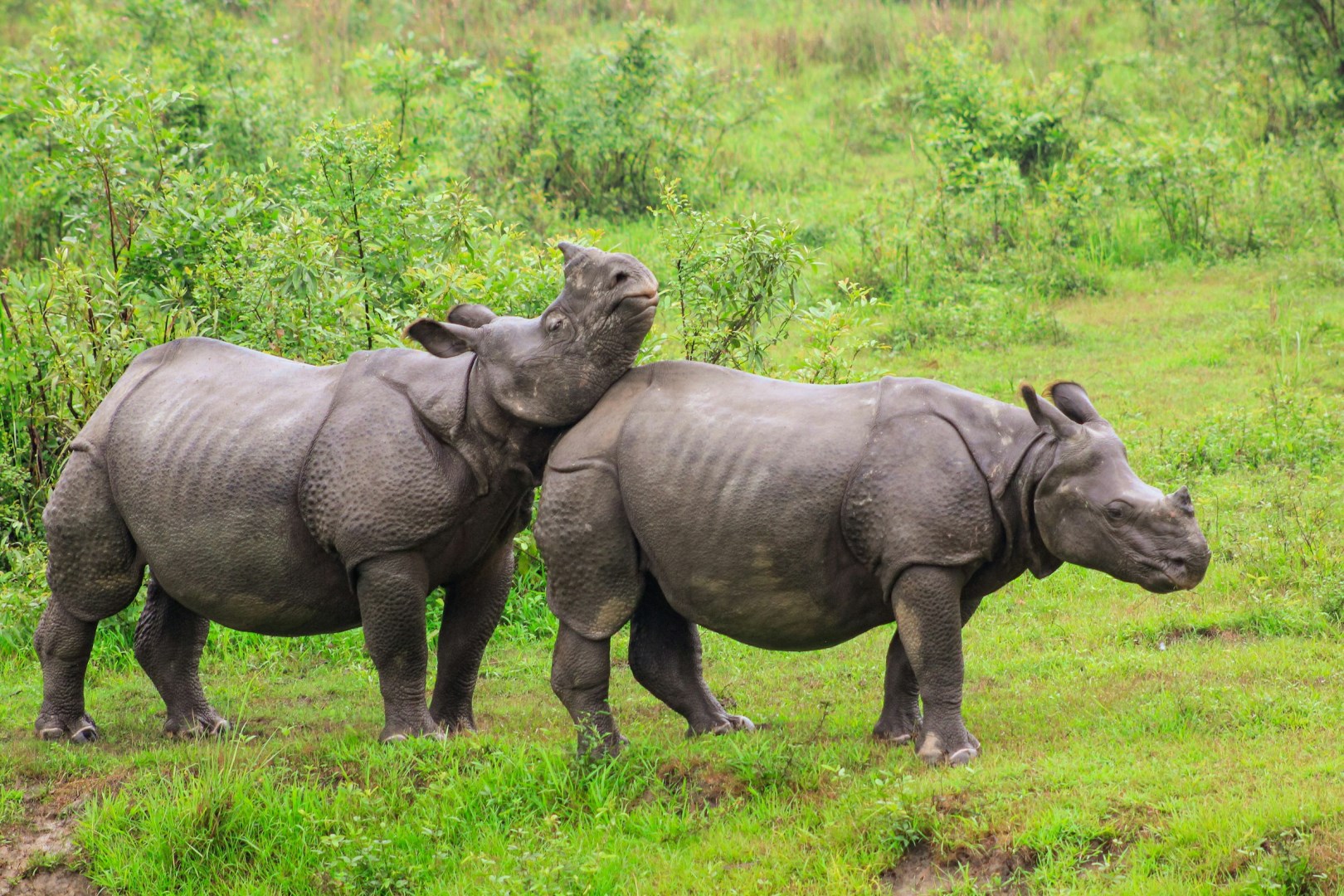 Rhinos - Photo Credit: Photo by Omkar Rane on Unsplash