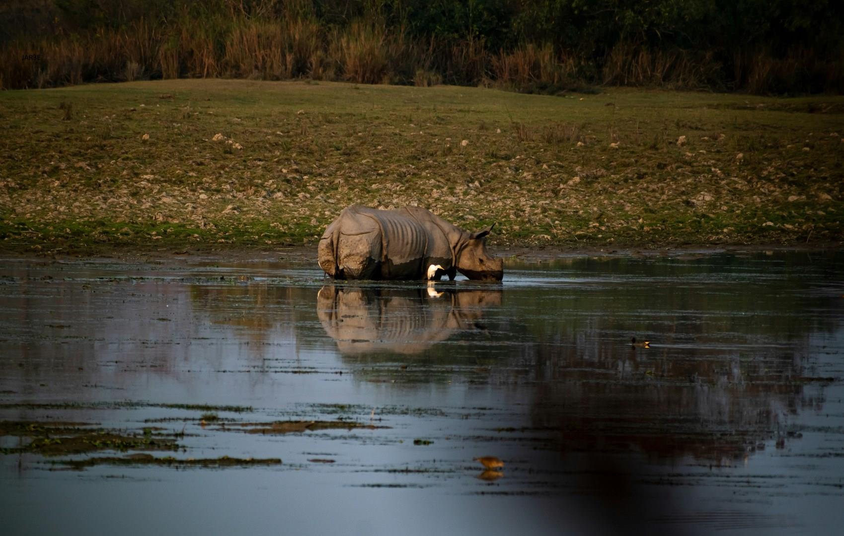 Kaziranga National Park