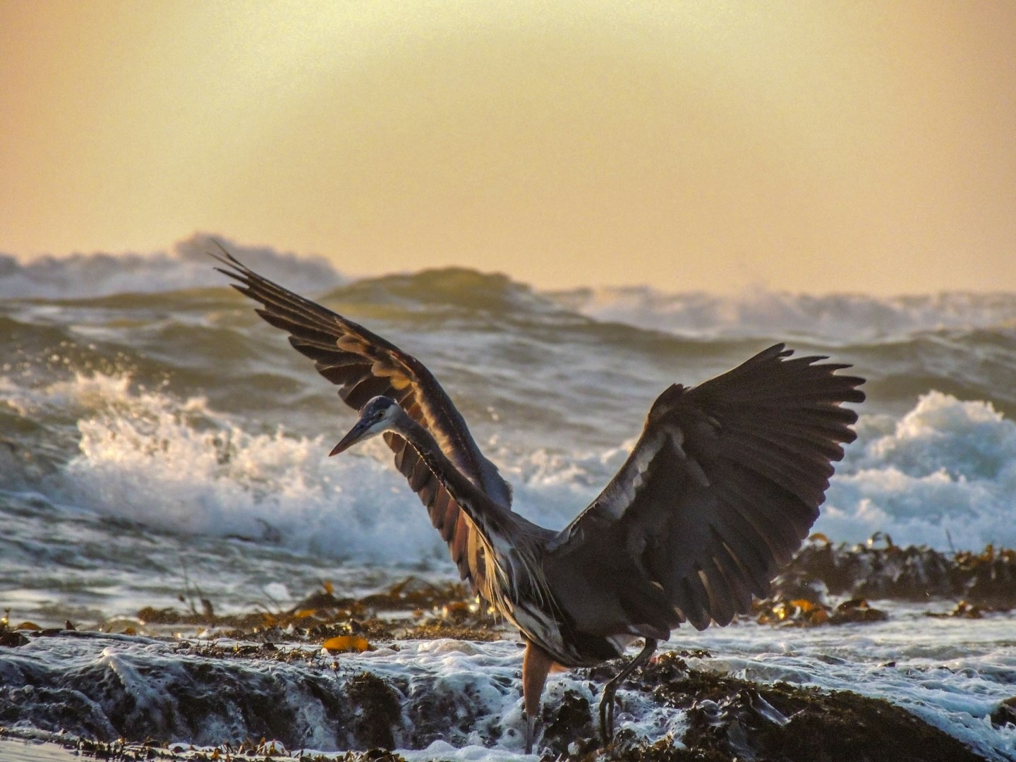 A great blue heron fishing - Photo Credit: Photo by Noah Boyer on Unsplash