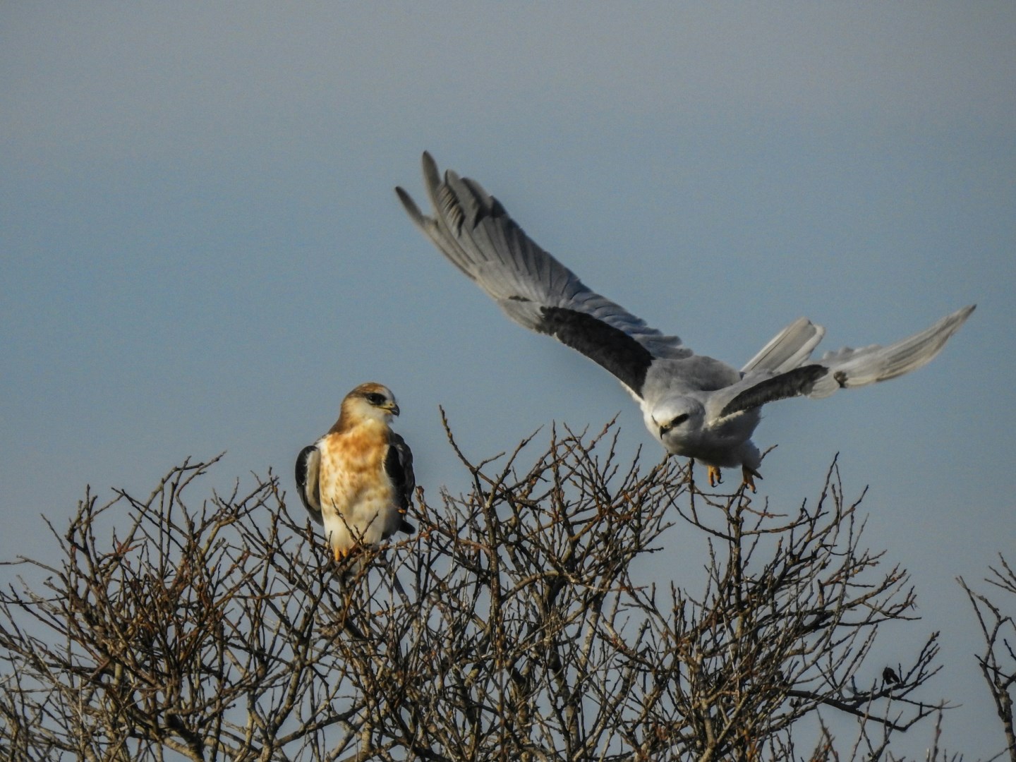 white tailed kite - Photo Credit: Photo by Noah Boyer on Unsplash