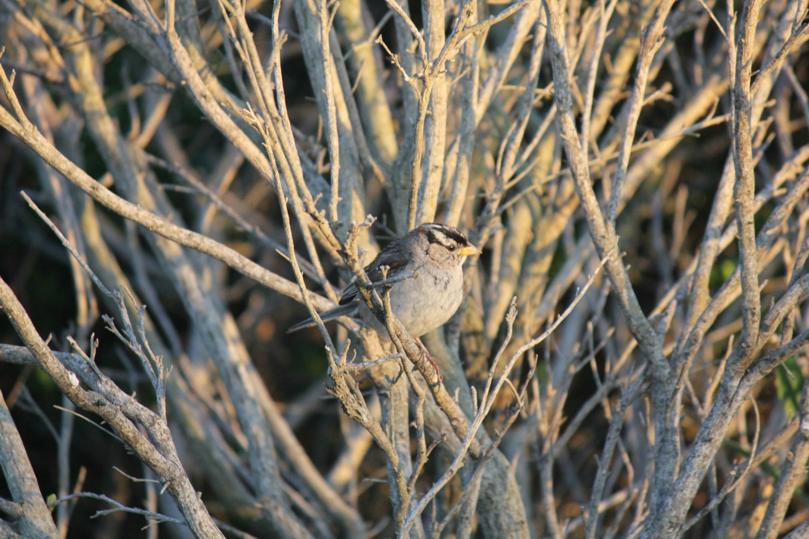White-crowned sparrow - Photo Credit: Photo by anish lakkapragada on Unsplash