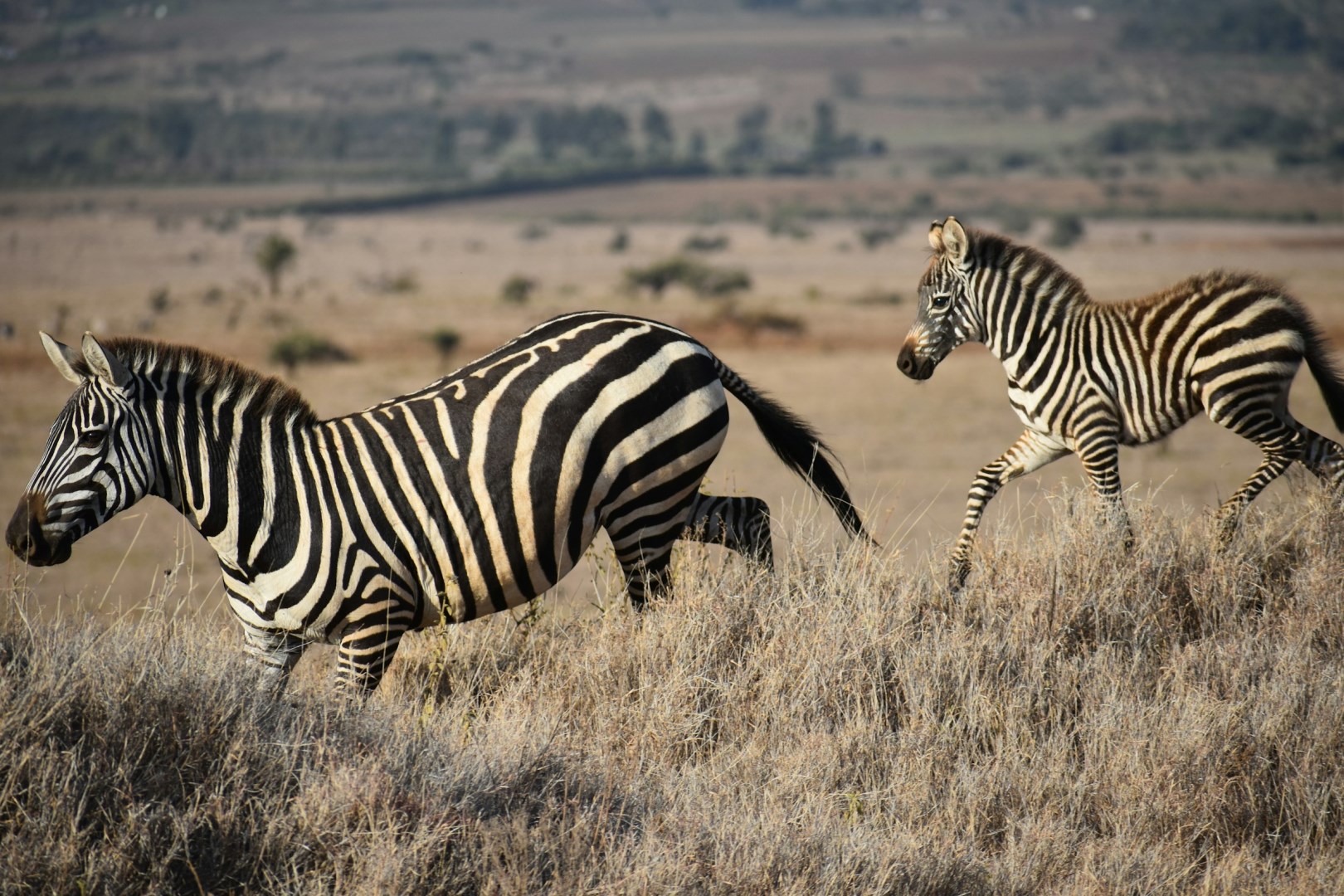 Zebras - Photo Credit: Photo by Ellen White on Unsplash