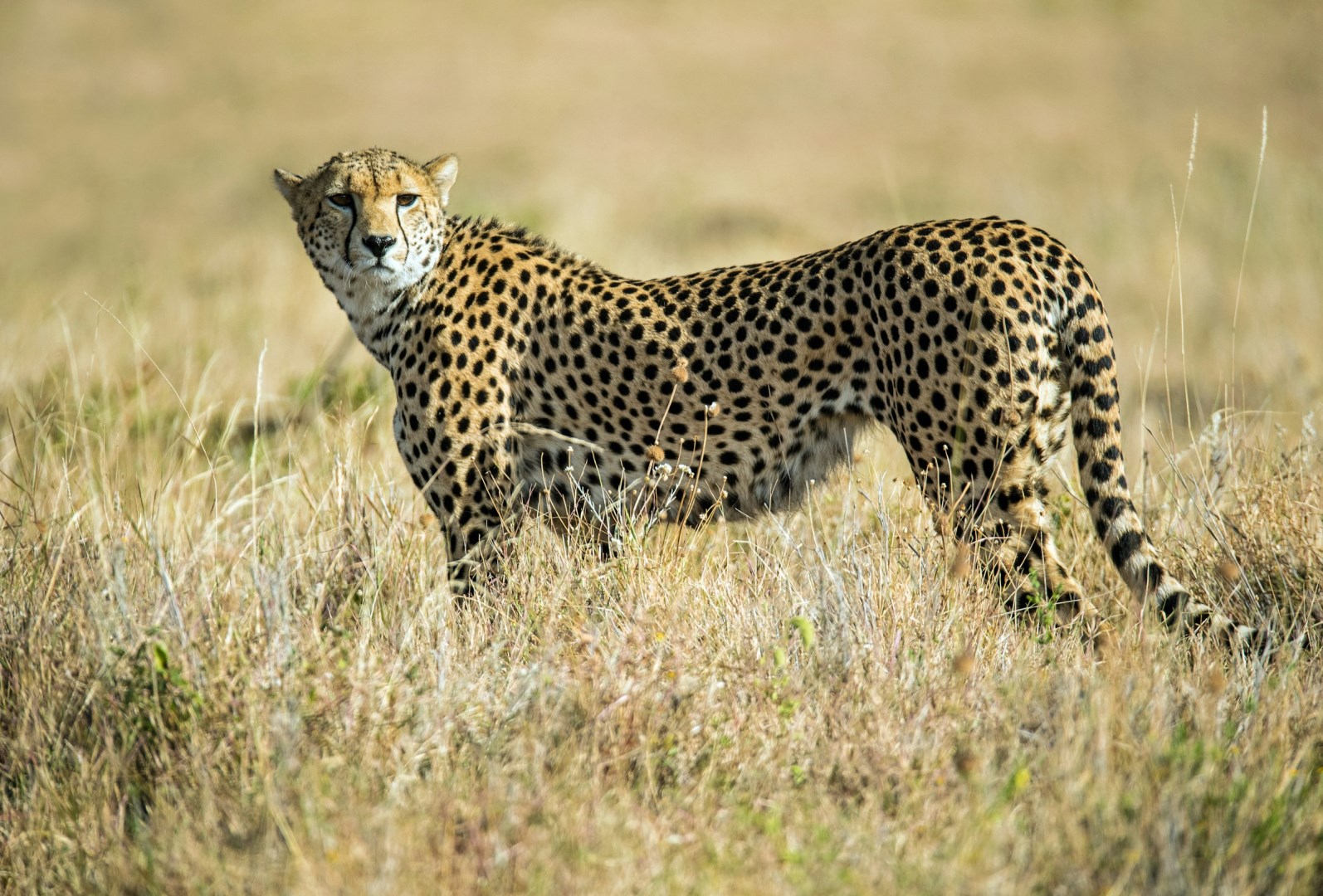 Cheetah - Photo Credit: Photo by David Clode on Unsplash