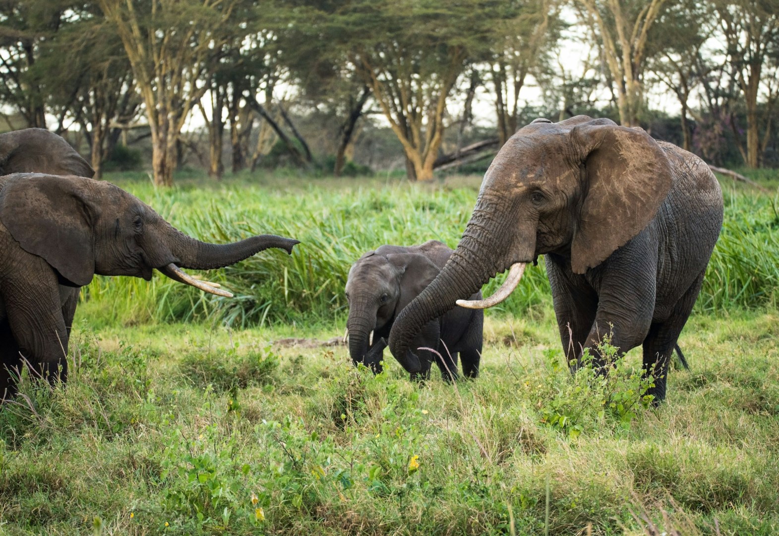 Elephants - Photo Credit: Photo by David Clode on Unsplash