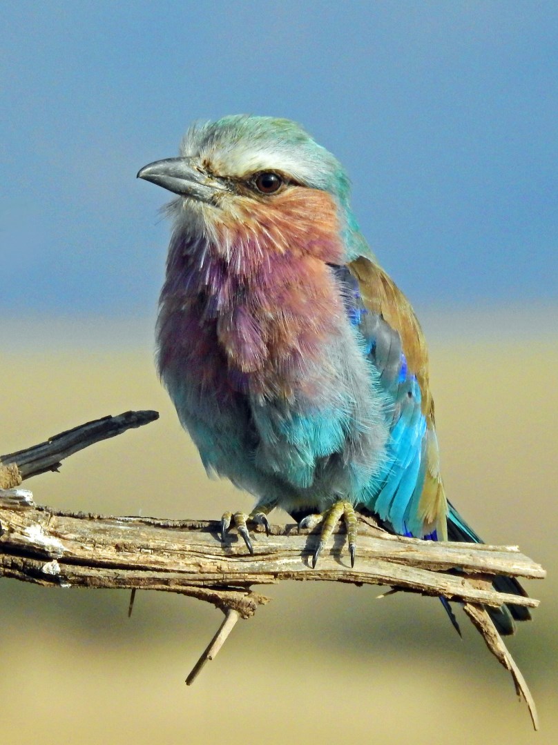 Lilac-breasted Roller - Photo Credit: Photo by David Clode on Unsplash