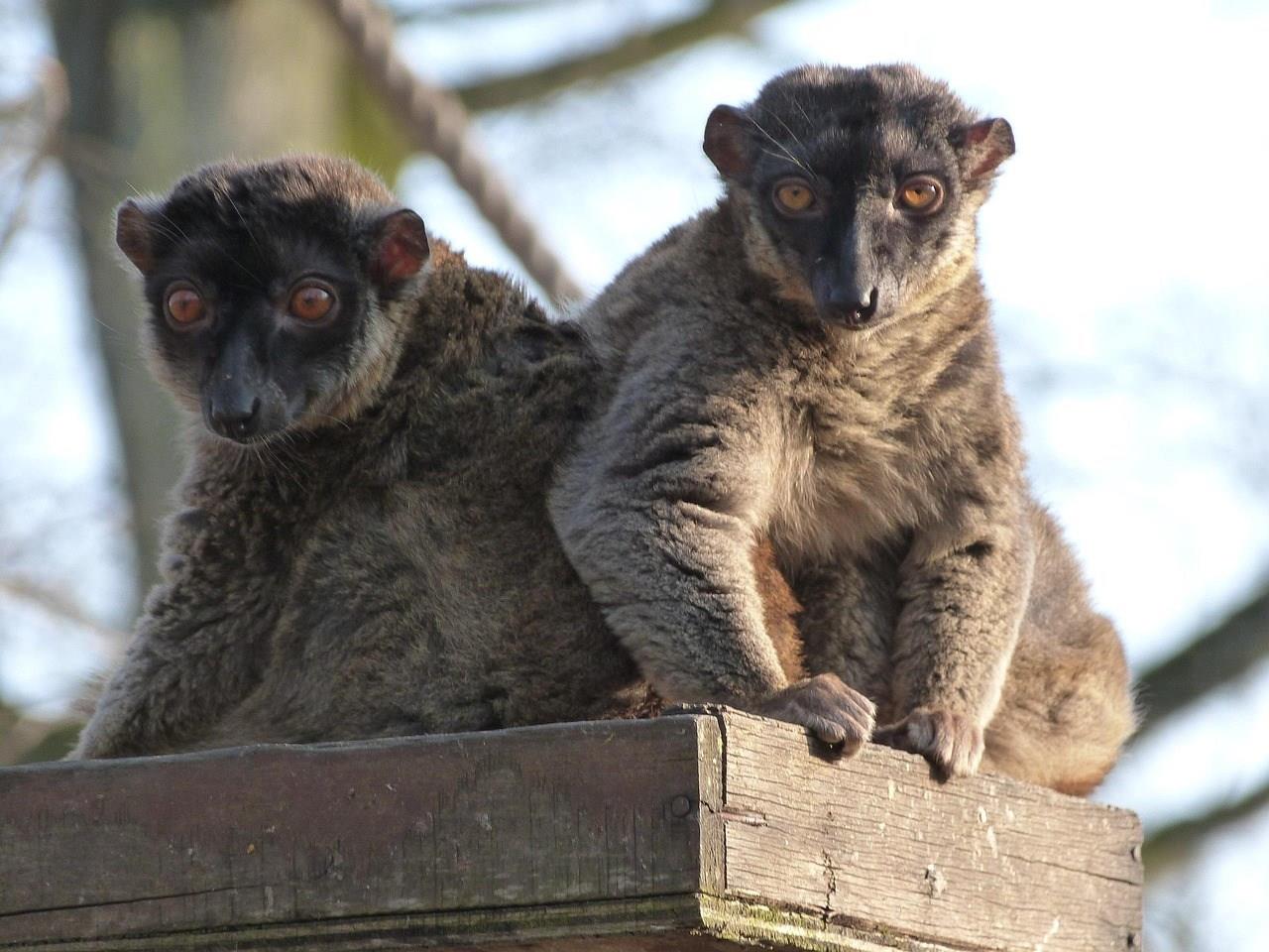Mayotte