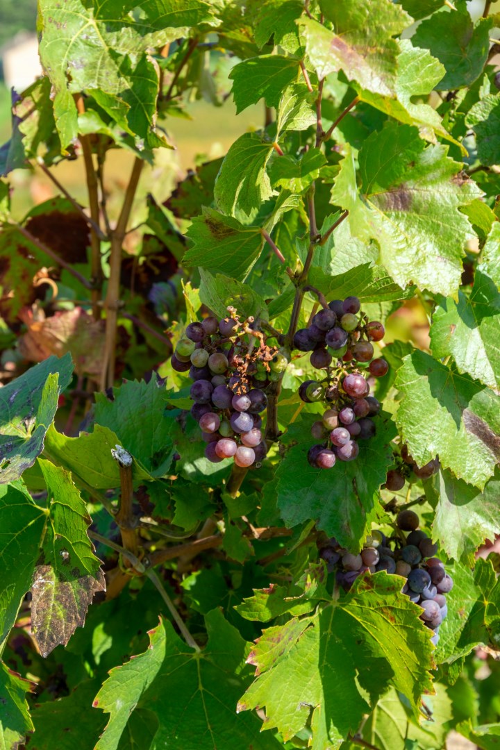 Beaujolais