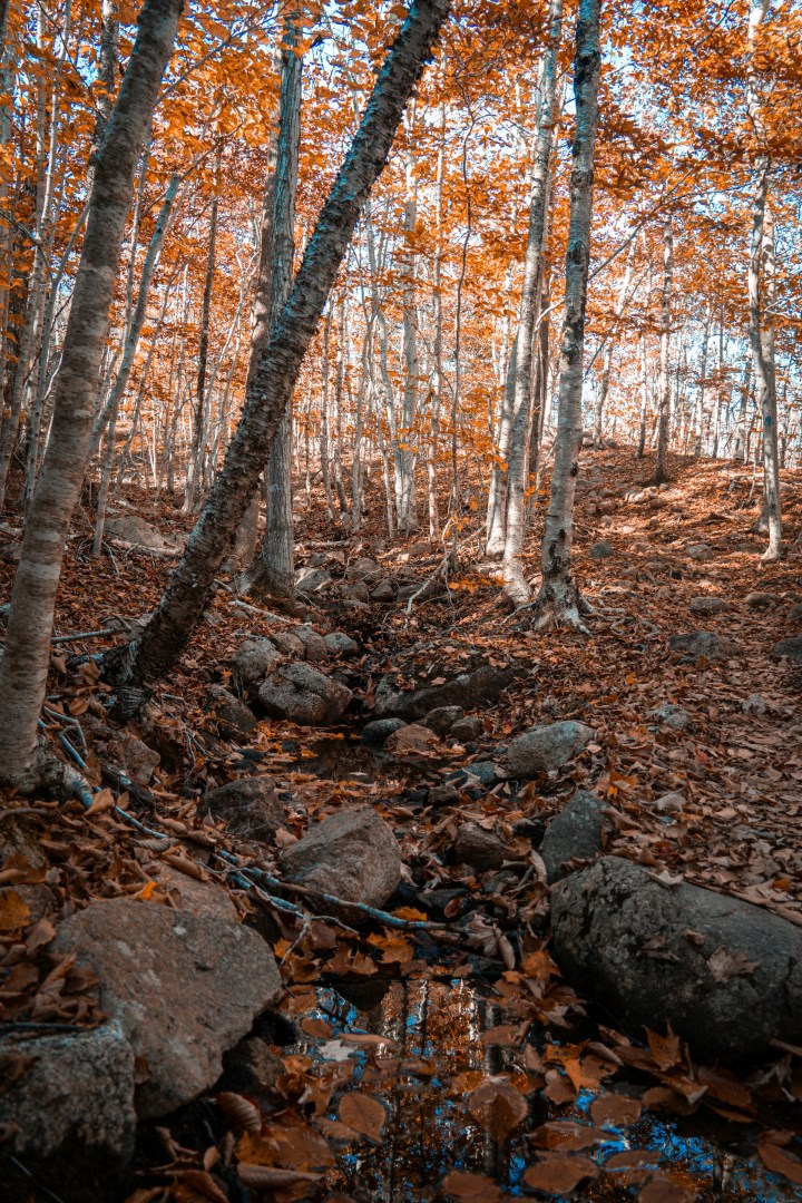  Photo Credit: Photo by Sarah Penney on Unsplash