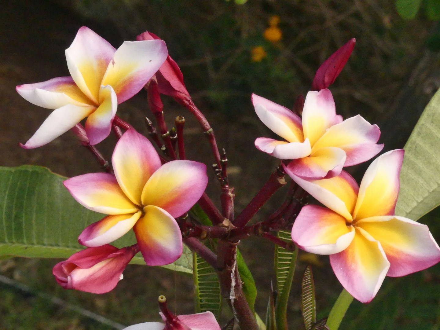 Hiva Oa