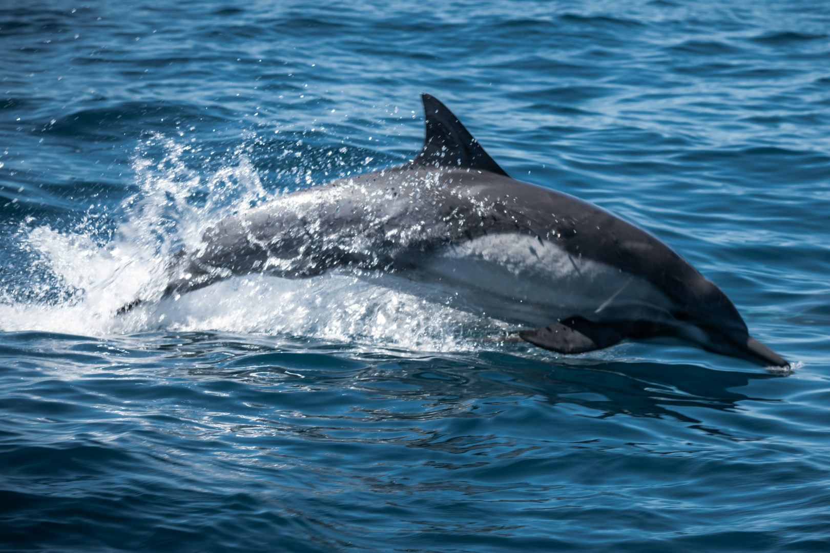 Dolphin - Photo Credit: Photo by Dawn Casey on Unsplash
