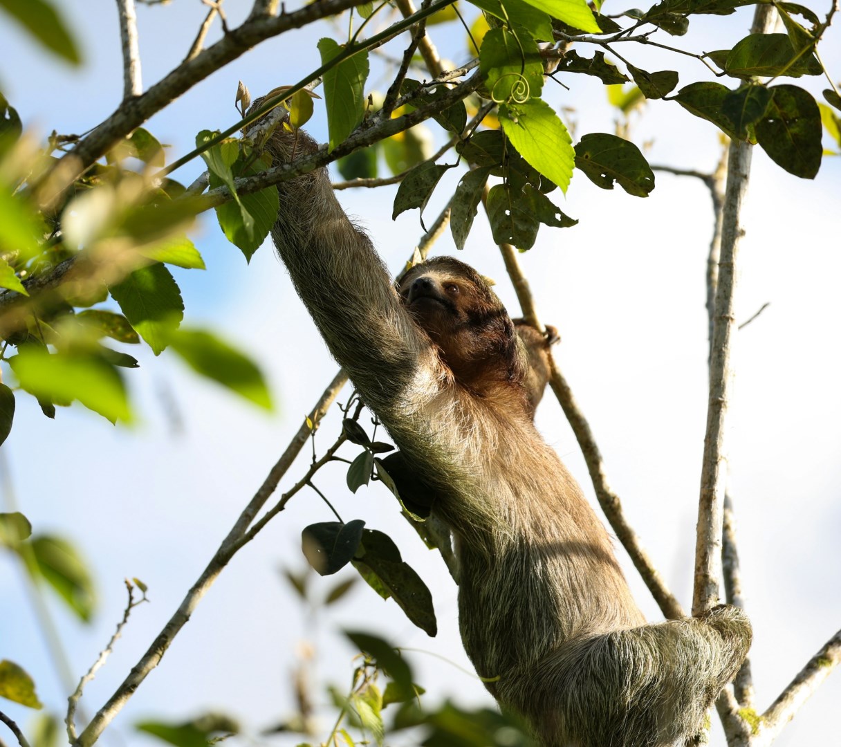 Sloth - Photo Credit: Photo by Max Thake on Unsplash