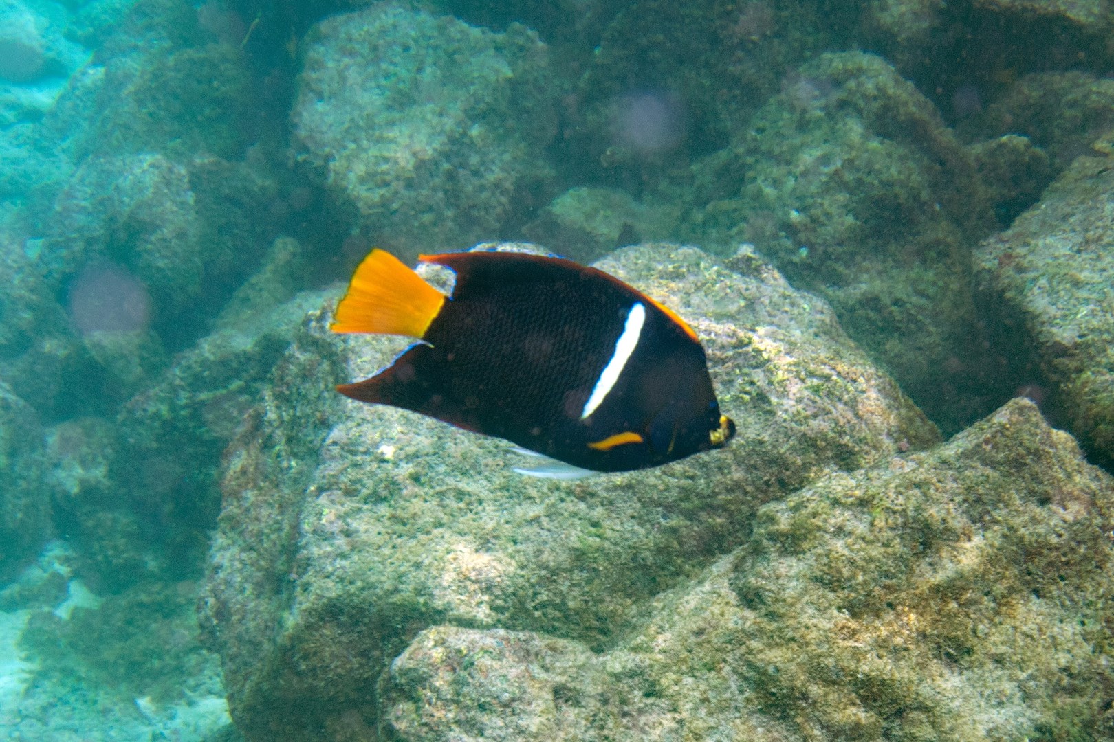 King Angelfish at Bahia Barrington - Photo Credit: Photo by Paul and Jill from Wikimedia