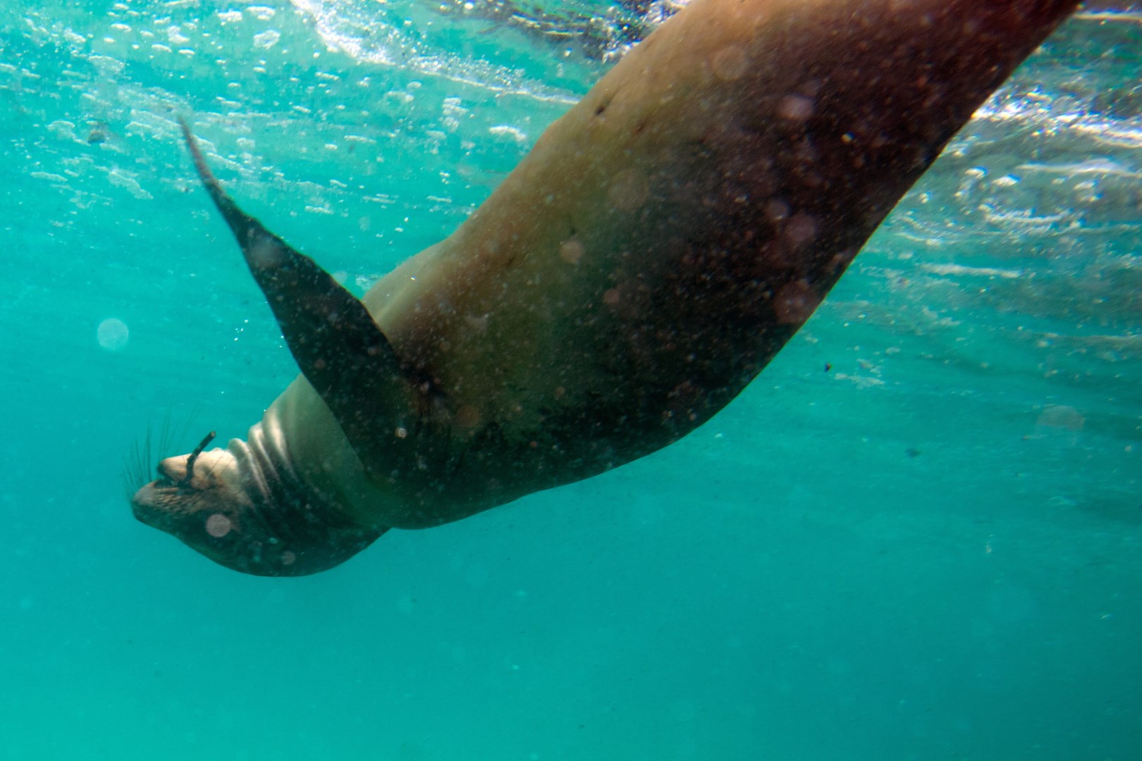Galápagos sea lion (Zalophus wollebaeki) - Photo Credit: Photo by Paul and Jill from Wikimedia