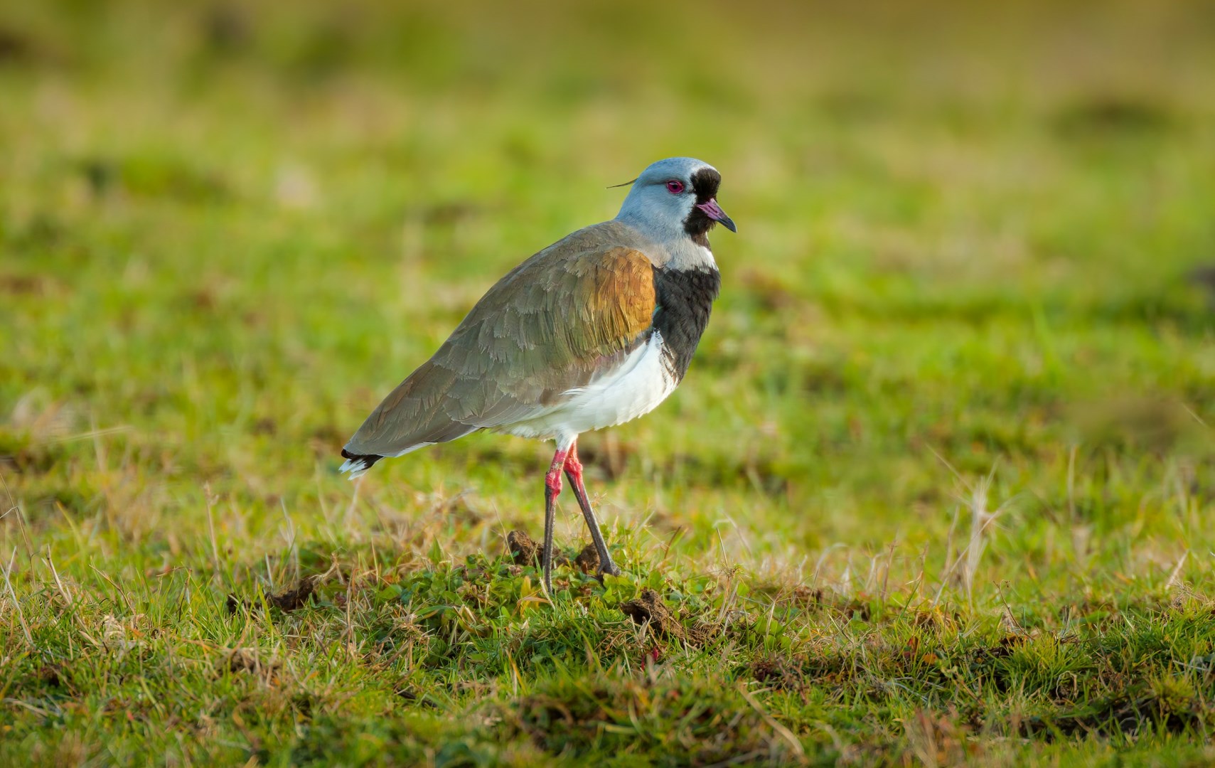Southern Lapwing - Photo Credit: Photo by Chris Stenger on Unsplash