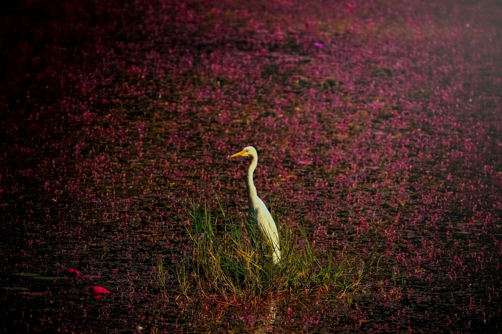 Great Egret at Pookode Lake - Photo Credit: Photo by Anil Jose Xavier on Unsplash
