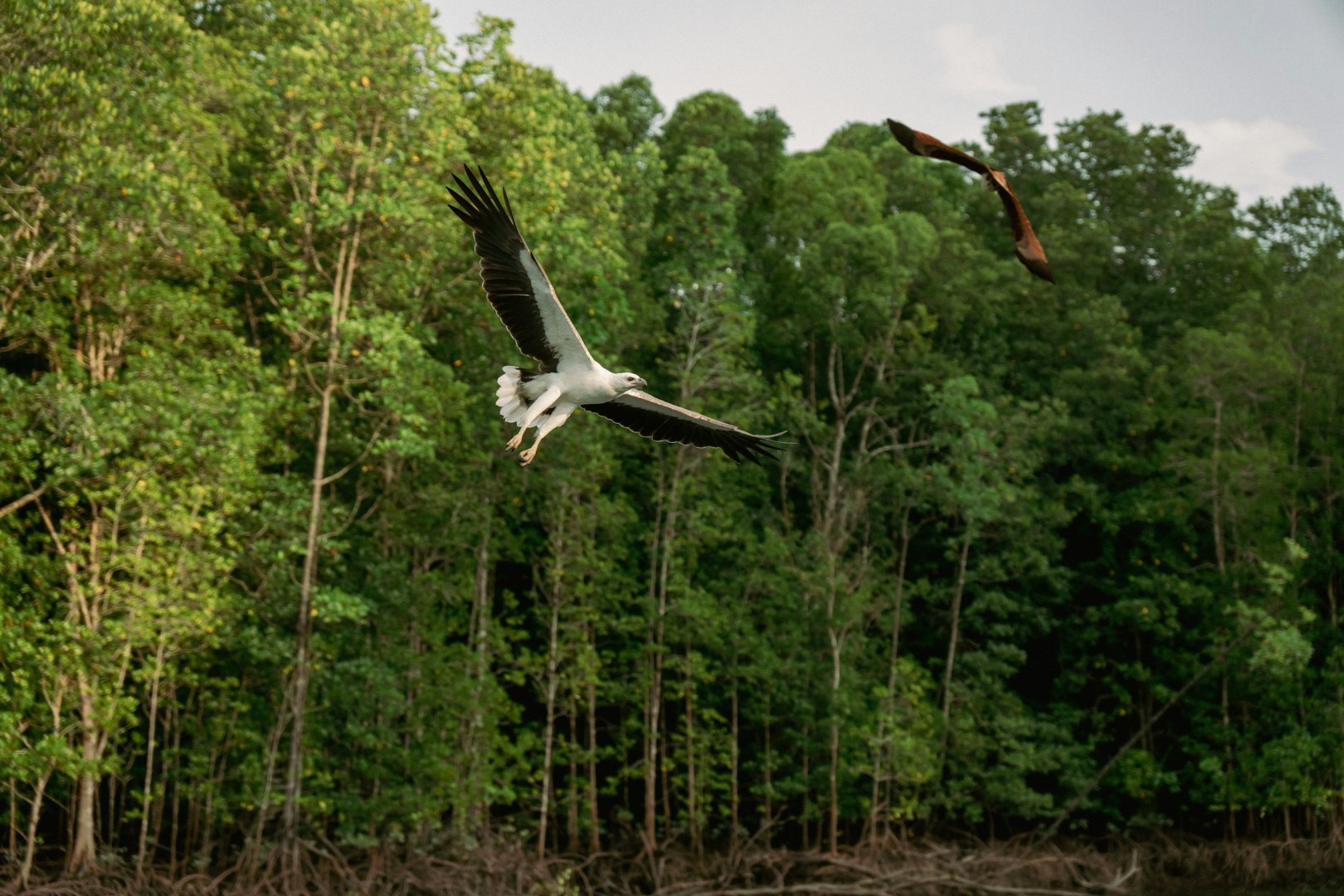 Kilim Karst Geoforest Park - Photo Credit: Photo by Aliff Haikal on Unsplash