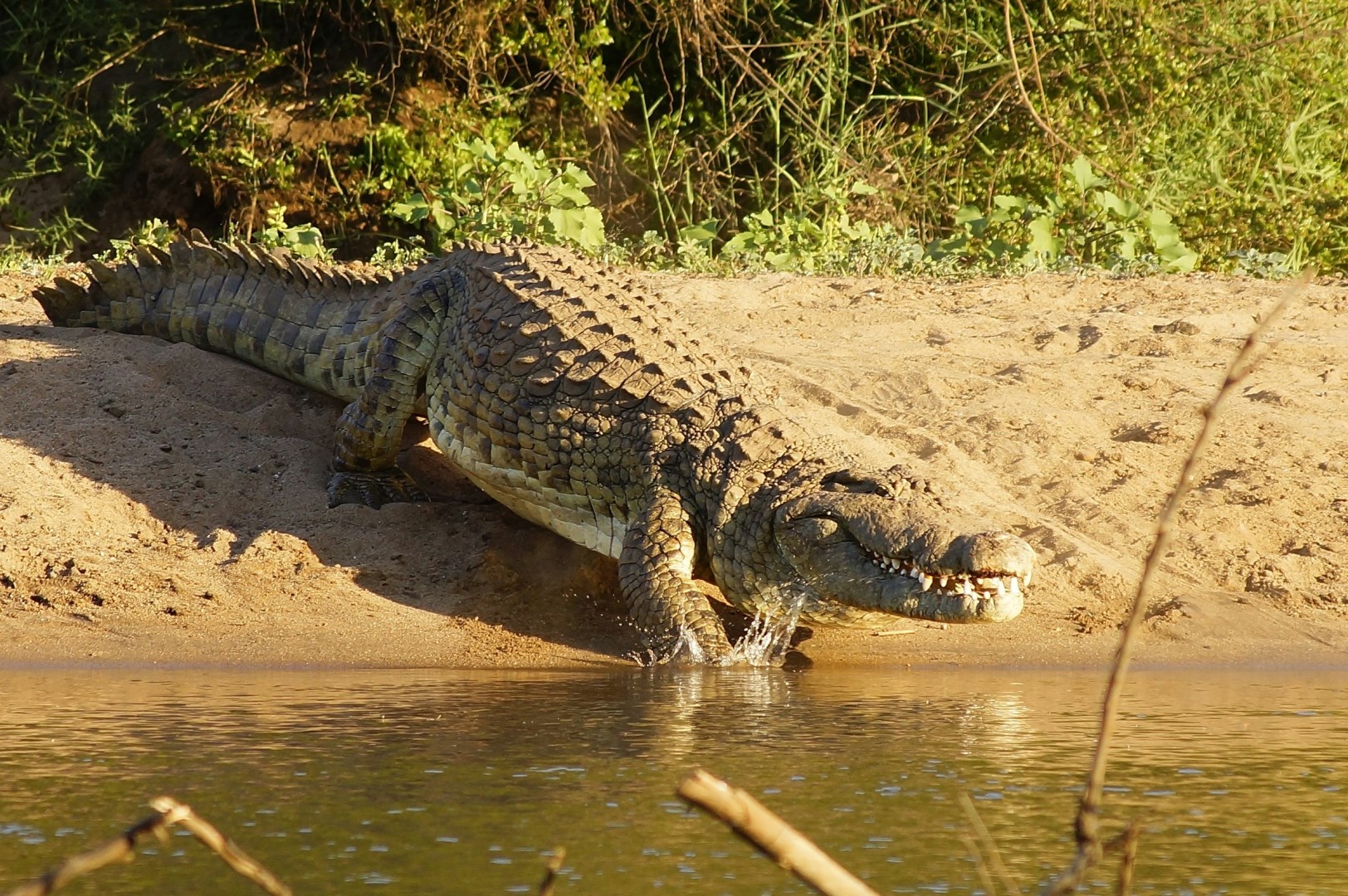 Nile Crocodile - Photo Credit: Photo by Leon Pauleikhoff on Unsplash