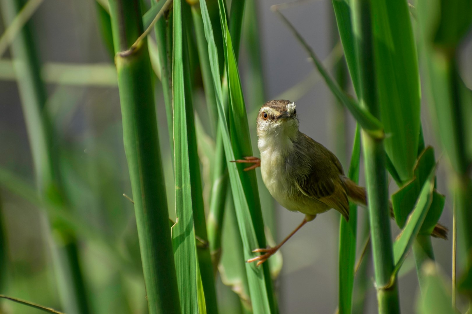 Tawny Flanked Prinia - Photo Credit: Photo by Nicole Wreyford on Unsplash